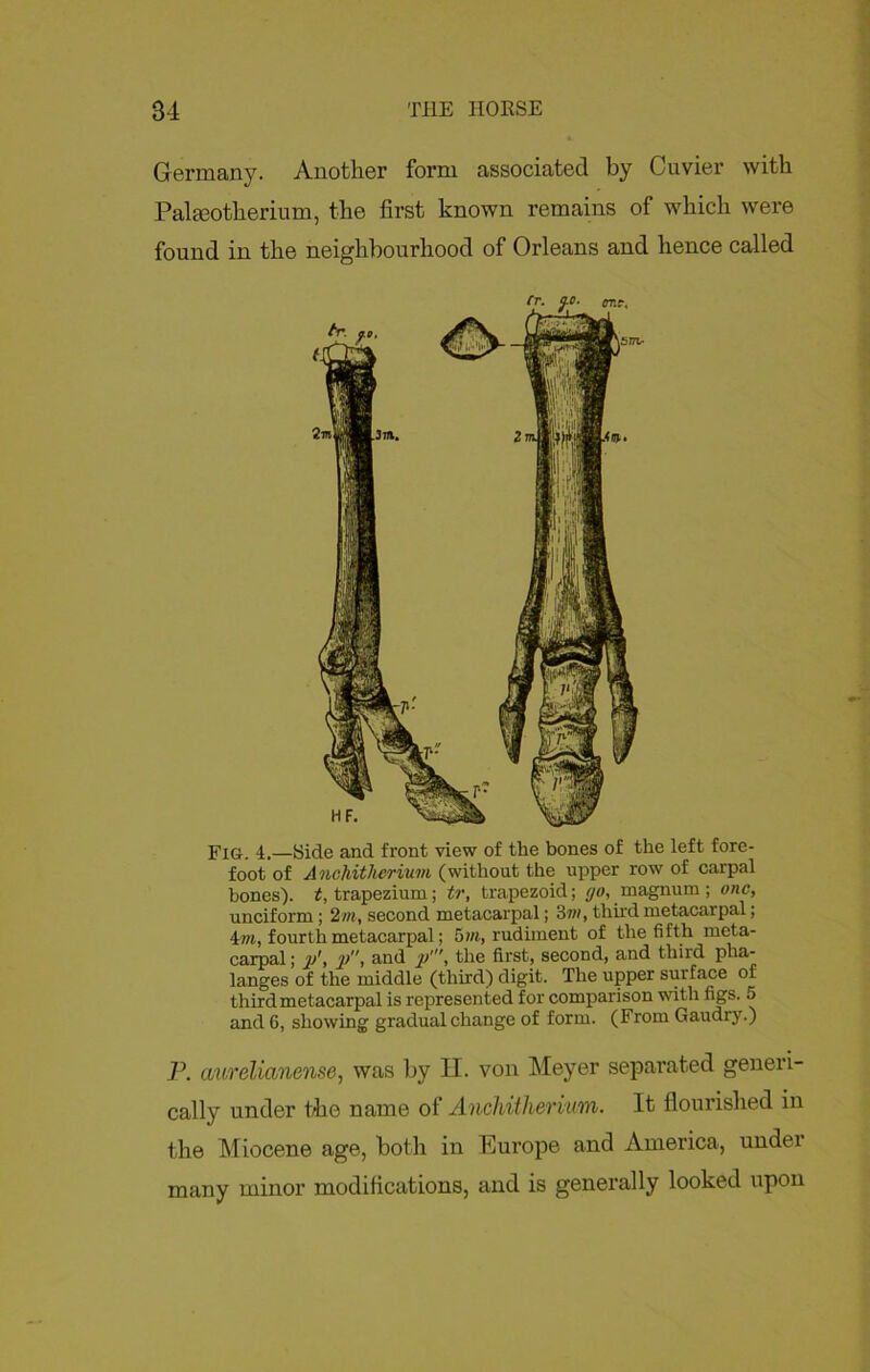 Germany. Another form associated by Cuvier with Palmotherium, the first known remains of which were found in the neighbourhood of Orleans and hence called Fig-. 4,—Side and front view of the bones of the left fore- foot of AncHtherium (without the upper row of carpal bones). £, trapezium; tr, trapezoid; go, magnum; one, unciform; 2m, second metacarpal; 3m, third metacarpal; 4»t, fourth metacarpal; 5m, rudiment of the fifth meta- carpal ; p', p, and p', the first, second, and third pha- langes of the middle (third) digit. The upper surface of third metacarpal is represented for comparison with figs. 5 and 6, showing gradual change of form. (From Gaudry.) P. a/urelianense, was by II. von Meyer separated generi- cally under the name of Anchitherium. It flourished in the Miocene age, both in Eui’ope and America, undei many minor modifications, and is generally looked upon