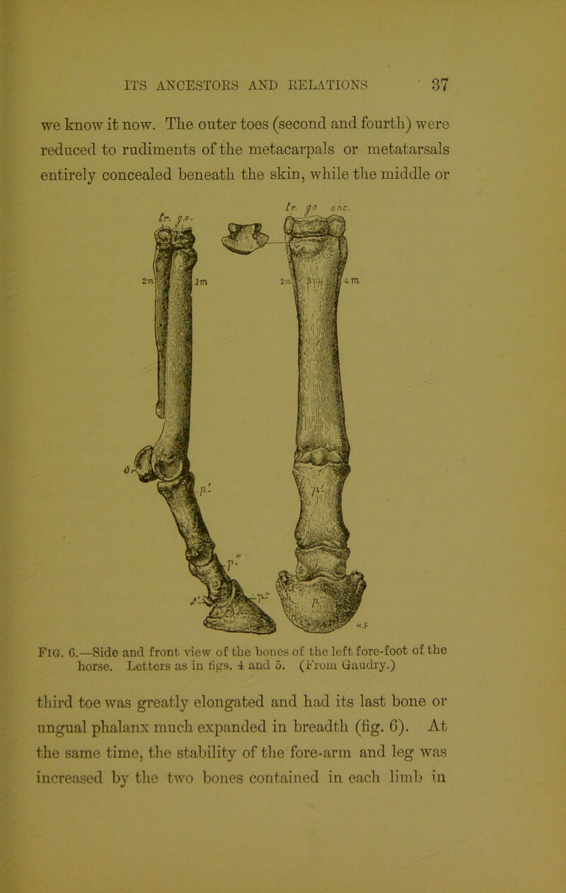 we know it now. Tlie outer toes (second and fourth) were reduced to rudiments of the metacarpals or metatarsals entirely concealed beneath the skin, while the middle or Fig. G.—Side and front view of the bones of the left fore-foot of the horse. Letters as in figs. 4 and o. (From Gaudry.) third toe was greatly elongated and had its last bone or ungual phalanx much expanded in breadth (fig. G). At the same time, the stability of the fore-arm and leg was increased by the two bones contained in each limb in