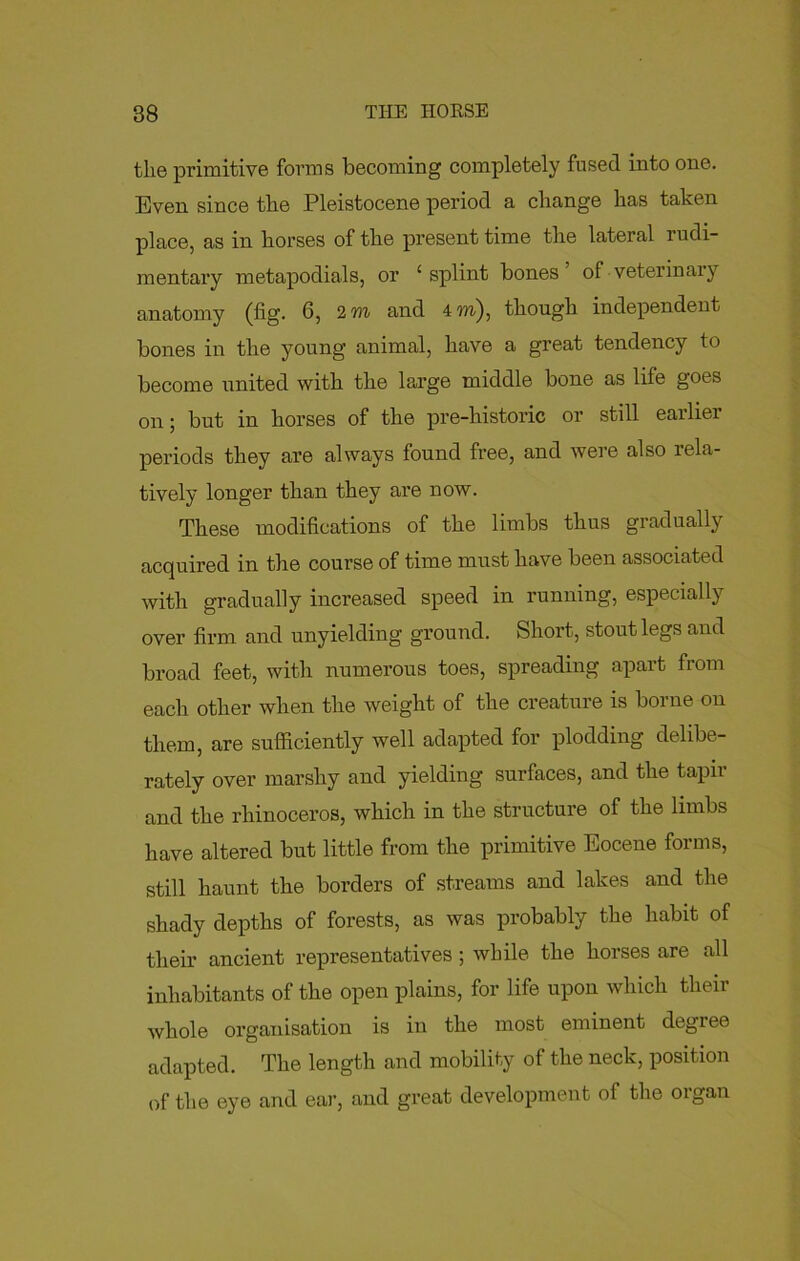 the primitive forms becoming completely fused into one. Even since the Pleistocene period a change has taken place, as in horses of the present time the lateral rudi- mentary metapodials, or ‘splint bones of veterinary anatomy (fig- 6, 2 m and 4 m), though independent bones in the young animal, have a great tendency to become united with the large middle bone as life goes on; but in horses of the pre-historic or still earliei periods they are always found free, and were also rela- tively longer than they are now. These modifications of the limbs thus gradually acquired in the course of time must have been associated with gradually increased speed in running, especially over firm and unyielding ground. Short, stout legs and broad feet, with numerous toes, spreading apart from each other when the weight of the creature is borne on them, are sufficiently well adapted for plodding delibe- rately over marshy and yielding surfaces, and the tapir and the rhinoceros, which in the structure of the limbs have altered but little from the primitive Eocene forms, still haunt the borders of streams and lakes and the shady depths of forests, as was probably the habit of their ancient representatives; while the horses are all inhabitants of the open plains, for life upon which their whole organisation is in the most eminent degree adapted. The length and mobility of the neck, position of the eye and ear, and great development of the organ