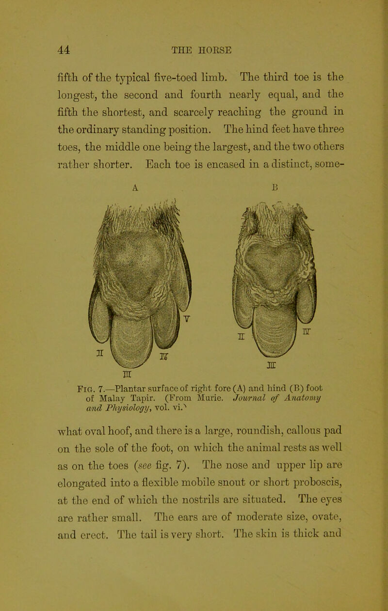 fifth of the typical five-toecl limb. The third toe is the longest, the second and fourth nearly equal, and the fifth the shortest, and scarcely reaching the ground in the ordinary standing position. The hind feet have three toes, the middle one being the largest, and the two others rather shorter. Each toe is encased in a distinct, some- Fig. 7.—Plantar surface of right fore (A) and hind (B) foot of Malay Tapir. (From Murie. Journal of Anatomy and Physiology, vol. viO what oval hoof, and there is a large, roundish, callous pad on the sole of the foot, on which the animal rests as well as on the toes (see fig. 7). The nose and upper lip are elongated into a flexible mobile snout or short proboscis, at the end of which the nostrils are situated. The eyes are rather small. The ears are of moderate size, ovate, and erect. The tail is very short. The skin is thick and