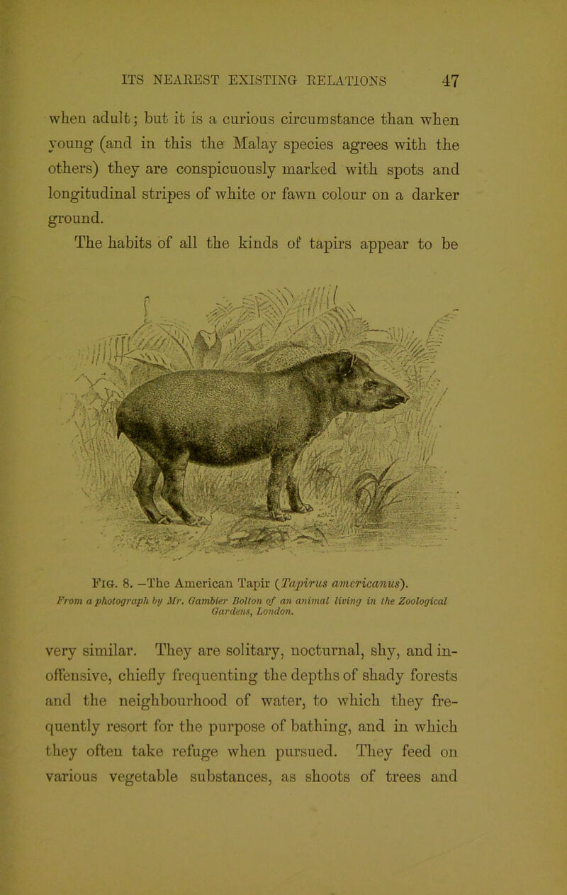 when adult; but it is a curious circumstance than when young (and in this the Malay species agrees with the others) they are conspicuously marked with spots and longitudinal stripes of white or fawn colour on a darker ground. The habits of all the kinds of tapirs appear to be Fig. 8. —The American Tapir (Tapirus amcricanus). From a photograph hu Mr. Gambier Bolton of an animal living in the Zoological Gardens, London. very similar. They are solitary, nocturnal, shy, and in- offensive, chiefly frequenting the depths of shady forests and the neighbourhood of water, to which they fre- quently resort for the purpose of bathing, and in which they often take refuge when pursued. They feed on various vegetable substances, as shoots of trees and