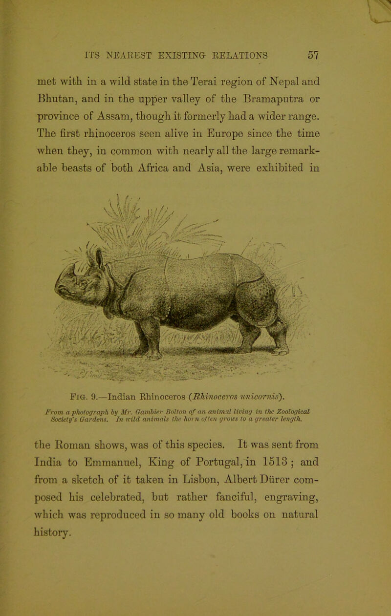 met with in a wild state in the Terai region of Nepal and Bhutan, and in the upper valley of the Bramaputra or province of Assam, though it formerly had a wider range. The first rhinoceros seen alive in Europe since the time when they, in common with nearly all the large remark- able beasts of both Africa and Asia, were exhibited in Fig. 9.—Indian Rhinoceros (Rhinoceros unicornis). From a photograph by Hr. Gambler Holton of an animal living in the Zoological Society's Gardens. In icild animals the hot n often grouts to a greater length. the Roman shows, was of this species. It was sent from India to Emmanuel, King of Portugal, in 1513 ; and from a sketch of it taken in Lisbon, Albert Diirer com- posed his celebrated, but rather fanciful, engraving, which was reproduced in so many old books on natural history.