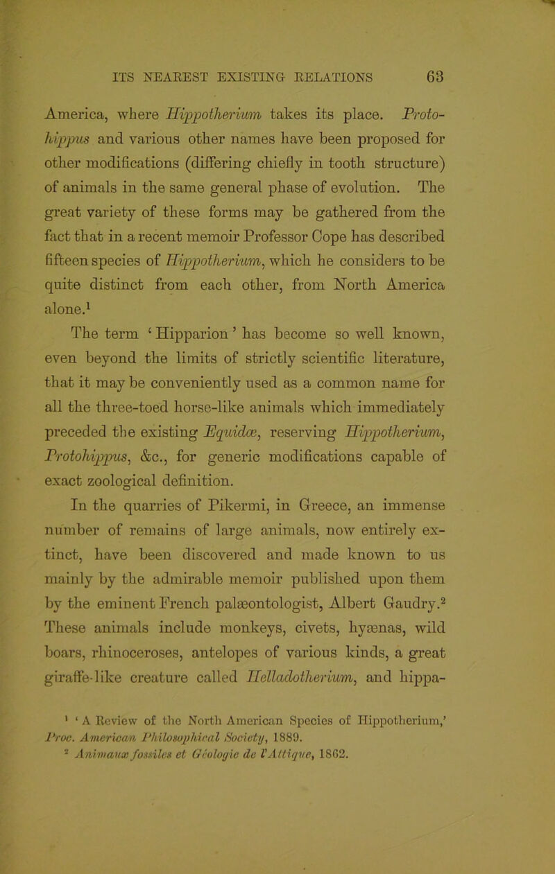 America, where Hippotberium takes its place. Proto- hippus and various other names have been proposed for other modifications (differing chiefly in tooth structure) of animals in the same general phase of evolution. The great variety of these forms may be gathered from the fact that in a recent memoir Professor Cope has described fifteen species of Tlippotliermm, which he considers to be quite distinct from each other, from North America alone.1 The term ‘ Hipparion ’ has become so well known, even beyond the limits of strictly scientific literature, that it maybe conveniently used as a common name for all the three-toed horse-like animals which immediately preceded the existing Pquidce, reserving Hippothervum, Protohippus, &c., for generic modifications capable of exact zoological definition. In the quarries of Pikermi, in Greece, an immense number of remains of large animals, now entirely ex- tinct, have been discovered and made known to us mainly by the admirable memoir published upon them by the eminent French palaeontologist, Albert Gaudry.2 These animals include monkeys, civets, hyaenas, wild boars, rhinoceroses, antelopes of various kinds, a great giraffe-like creature called Helladotherium, and hippa- 1 1 A Review of the North American Species of I-Iippotherium,’ I'roc. American Philosophical Society, 1889. 2 Animaux fossilcs ct Geologic de VAttiqve, 1802.