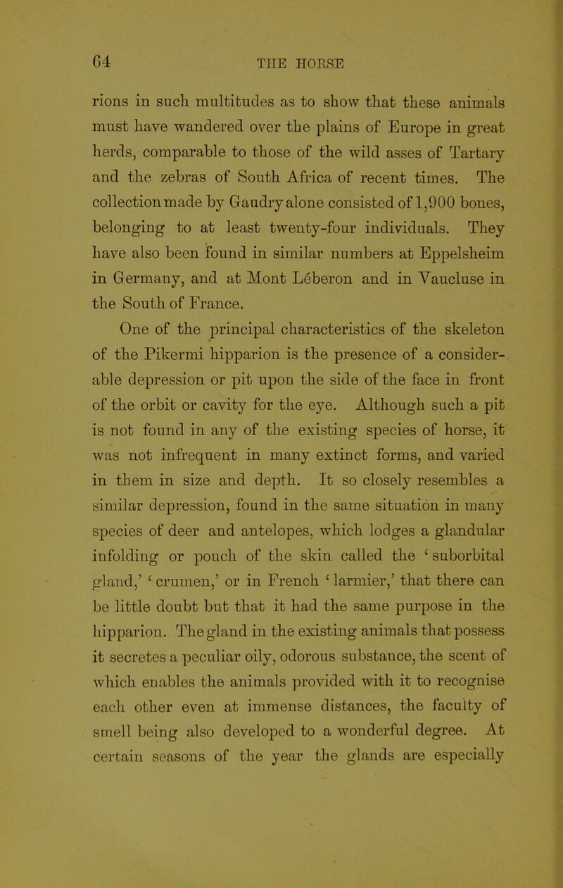 rions in such multitudes as to show that these animals must have wandered over the plains of Europe in great herds, comparable to those of the wild asses of Tartary and the zebras of South Africa of recent times. The collection made by Gaudry alone consisted of 1,900 bones, belonging to at least twenty-four individuals. They have also been found in similar numbers at Eppelsheim in Germany, and at Mont Leberon and in Vaucluse in the South of France. One of the principal characteristics of the skeleton of the Pikermi hipparion is the presence of a consider- able depression or pit upon the side of the face in front of the orbit or cavity for the eye. Although such a pit is not found in any of the existing species of horse, it was not infrequent in many extinct forms, and varied in them in size and depth. It so closely resembles a similar depression, found in the same situation in many species of deer and antelopes, which lodges a glandular infolding or pouch of the skin called the £ suborbital gland,’ 1 crumen,’ or in French 1 larmier,’ that there can be little doubt but that it had the same purpose in the hipparion. The gland in the existing animals that possess it secretes a peculiar oily, odorous substance, the scent of which enables the animals provided with it to recognise each other even at immense distances, the faculty of smell being also developed to a wonderful degree. At certain seasons of the year the glands are especially