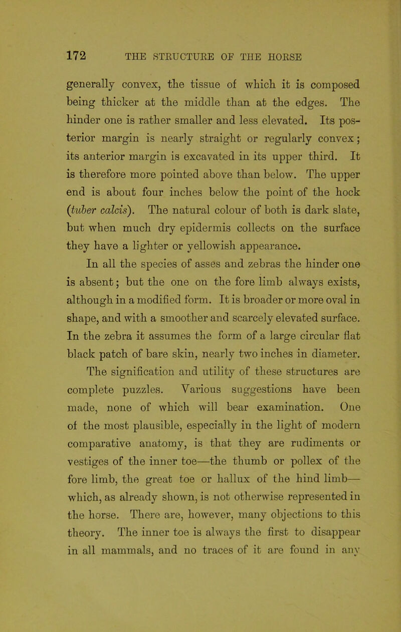 generally convex, tlie tissue of which it is composed being thicker at the middle than at the edges. The hinder one is rather smaller and less elevated. Its pos- terior margin is nearly straight or regularly convex; its anterior margin is excavated in its upper third. It is therefore more pointed above than below. The upper end is about four inches below the point of the hock (tuber calcis). The natural colour of both is dark slate, but when much dry epidermis collects on the surface they have a lighter or yellowish appearance. In all the species of asses and zebras the hinder one is absent; but the one on the fore limb always exists, although in a modified form. It is broader or more oval in shape, and with a smoother and scarcely elevated surface. In the zebra it assumes the form of a large circular flat black patch of bare skin, nearly two inches in diameter. The signification and utility of these structures are complete puzzles. Various suggestions have been made, none of which will bear examination. One of the most plausible, especially in the light of modern comparative anatomy, is that they are rudiments or vestiges of the inner toe—the thumb or pollex of the fore limb, the great toe or hallux of the hind limb— which, as already shown, is not otherwise represented in the horse. There are, however, many objections to this theory. The inner toe is always the first to disappear in all mammals, and no traces of it are found in any