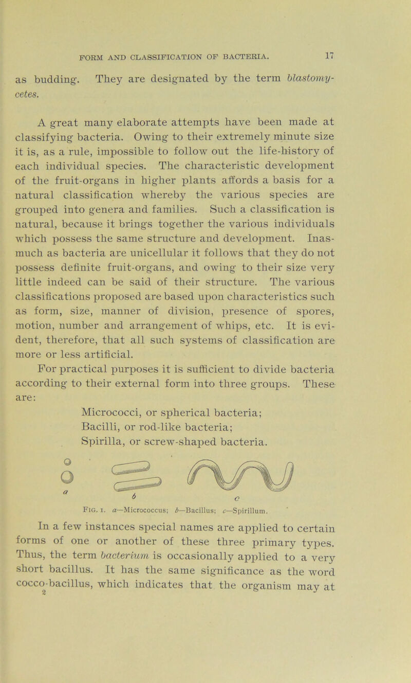 as budding-. They are designated by the term blastomy- cetes. A great many elaborate attempts have been made at classifying bacteria. Owing to their extremely minute size it is, as a rule, impossible to follow out the life-history of each individual species. The characteristic development of the fruit-organs in higher plants affords a basis for a natural classification whereby the various species are grouped into genera and families. Such a classification is natural, because it brings together the various individuals which possess the same structure and development. Inas- much as bacteria are unicellular it follows that they do not possess definite fruit-organs, and owing to their size very little indeed can be said of their structure. The various classifications proposed are based upon characteristics such as form, size, manner of division, presence of spores, motion, number and arrangement of whips, etc. It is evi- dent, therefore, that all such systems of classification are more or less artificial. For practical purposes it is sufficient to divide bacteria according to their external form into three groups. These are: Micrococci, or spherical bacteria; Bacilli, or rod-like bacteria; Spirilla, or screw-shaped bacteria. O O a Fig. i. a—Micrococcus; Bacillus; *r—Spirillum. In a few instances special names are applied to certain forms of one or another of these three primary types. Thus, the term bacterium is occasionally applied to a very short bacillus. It has the same significance as the word cocco-bacillus, which indicates that the organism may at