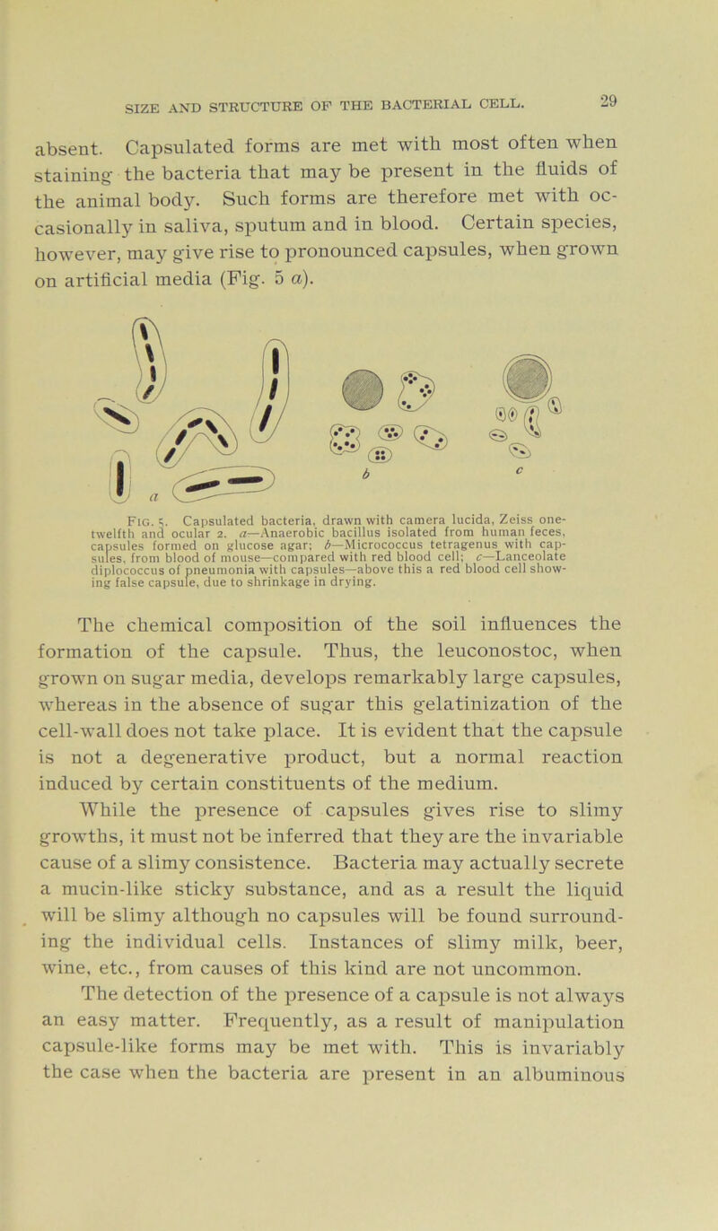 absent. Capsulated forms are met with most often when staining- the bacteria that may be present in the fluids of the animal body. Such forms are therefore met with oc- casionally in saliva, sputum and in blood. Certain species, however, may give rise to pronounced capsules, when grown on artificial media (Fig. 5 a). Fig. A Capsulated bacteria, drawn with camera lucida, Zeiss one- twelfth and ocular 2. a—Anaerobic bacillus isolated from human feces, capsules formed on glucose agar; b—Micrococcus tetragenus with cap- sules, from blood of mouse—compared with red blood cell; c—Lanceolate diplococcus of pneumonia with capsules—above this a red blood cell show- ing false capsule, due to shrinkage in drying. The chemical composition of the soil influences the formation of the capsule. Thus, the leuconostoc, when grown on sugar media, develops remarkably large capsules, whereas in the absence of sugar this gelatinization of the cell-wall does not take place. It is evident that the capsule is not a degenerative product, but a normal reaction induced by certain constituents of the medium. While the presence of capsules gives rise to slimy growths, it must not be inferred that they are the invariable cause of a slimy consistence. Bacteria may actually secrete a mucin-like sticky substance, and as a result the liquid will be slimy although no capsules will be found surround- ing the individual cells. Instances of slimy milk, beer, wine, etc., from causes of this kind are not uncommon. The detection of the presence of a capsule is not always an easy matter. Frequently, as a result of manipulation cajisule-like forms may be met with. This is invariably the case when the bacteria are present in an albuminous