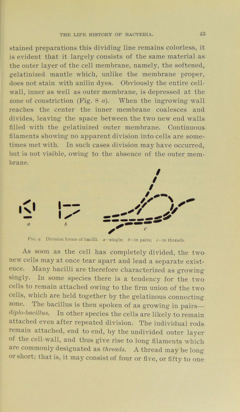 stained preparations this dividing- line remains colorless, it is evident that it largely consists of the same material as the outer layer of the cell membrane, namely, the softened, gelatinized mantle which, unlike the membrane proper, does not stain with anilin dyes. Obviously the entire cell- wall, inner as well as outer membrane, is depressed at the zone of constriction (Pig. 8 a). When the ingrowing wall reaches the center the inner membrane coalesces and divides, leaving the space between the two new end walls filled with the gelatinized outer membrane. Continuous filaments showing no apparent division into cells are some- times met with. In such cases division may have occurred, but is not visible, owing to the absence of the outer mem- brane. Fig. 9. Division forms of bacilli, a—single; b—in pairs; c—in threads. As soon as the cell has completely divided, the two new cells may at once tear apart and lead a separate exist- ence. Many bacilli are therefore characterized as growing- singly. In some species there is a tendency for the two cells to remain attached owing to the firm union of the two cells, which are held together by the gelatinous connecting zone. The bacillus is then spoken of as growing in pairs— diplo-bacillus. In other species the cells are likely to remain attached even after repeated division. The individual rods remain attached, end to end, by the undivided outer layer of the cell-wall, and thus give rise to long filaments which are commonly designated as threads. A thread may be long or short; that is, it may consist of four or five, or fifty to one