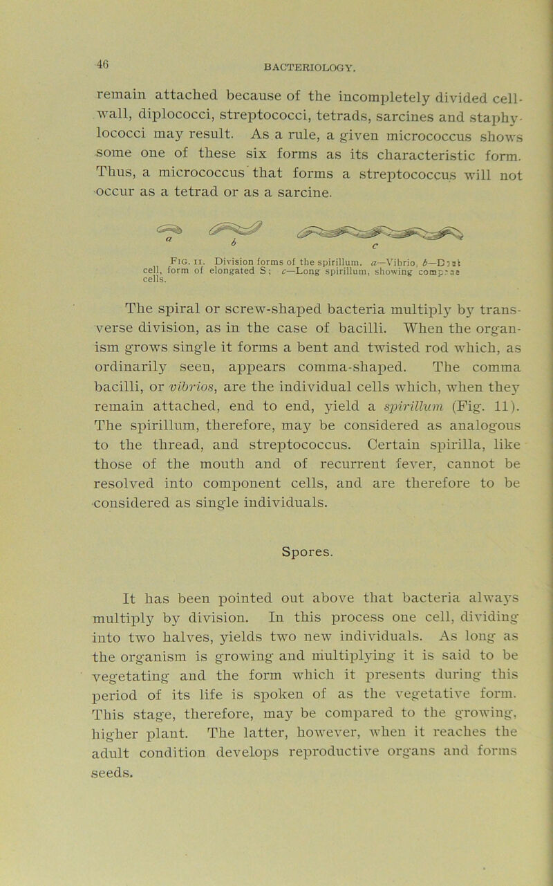 remain attached because of the incompletely divided cell- wall, diplococci, streptococci, tetrads, sarcines and staphy- lococci may result. As a rule, a given micrococcus shows some one of these six forms as its characteristic form. Thus, a micrococcus that forms a streptococcus will not •occur as a tetrad or as a sarcine. Fig. ii. Division forms of the spirillum, a—-Vibrio, b—Disk cell, form of elongated S; c—Long spirillum, showing comp:ns cells. The spiral or screw-shaped bacteria multiply b}^ trans- verse division, as in the case of bacilli. When the organ- ism grows single it forms a bent and twisted rod which, as ordinarily seen, appears comma-shaped. The comma bacilli, or vibrios, are the individual cells which, when they remain attached, end to end, yield a spirillum (Fig. 11). The spirillum, therefore, may be considered as analogous to the thread, and streptococcus. Certain spirilla, like those of the mouth and of recurrent fever, cannot be resolved into component cells, and are therefore to be considered as single individuals. Spores. It has been pointed out above that bacteria always multiply by division. In this process one cell, dividing into two halves, yields two new individuals. As long as the organism is growing and multiplying it is said to be vegetating and the form which it presents during this period of its life is spoken of as the vegetative form. This stage, therefore, may be compared to the growing, higher plant. The latter, however, when it reaches the adult condition develops reproductive organs and forms seeds.