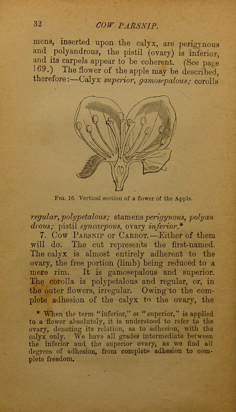 COW PARSNIP. mens, inserted upon the calyx, are perigynous and polyandrous, the pistil (ovary) is inferior, and its carpels appear to he coherent. (See page 1 69.) The flower of the apple may be described, therefore:—Calyx superior, gamosepalous; corolla Fig. 16. Vertical section of a flower of the Apple. regular, polypetalous ; stamens perigynous, poly an drous; pistil syncarpous, ovary inferior* 7. Cow PARSNir or Carrot. —Either of them •will do. The cut represents the first-named. The calyx is almost entirely adherent to the ovary, the free portion (limb) being reduced to a mere rim. It is gamosepalous and superior. The corolla is polypetalous and regular, or, in the outer flowers, irregular. Owing to the com- plete adhesion of the calyx to the ovary, the * When the term “inferior,” oi “superior,” is applied to a flower absolutely, it is understood to refer to the ovary, denoting its relation, as to adhesion, with the calyx onljr. We have all grades intermediate between the inferior and the superior ovary, as wo find all degrees of adhesion, from complete adhesion to com- plete freedom.