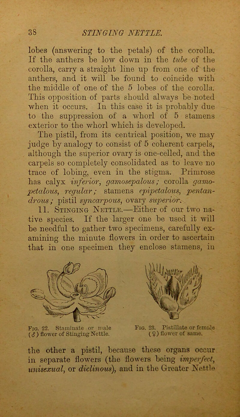 lobes (answering to the petals) of the corolla. If the anthers he low down in the tube of the corolla, carry a straight line up from one of the anthers, and it will he found to coincide with the middle of one of the 5 lobes of the corolla. This opposition of parts should always he noted when it occurs. In this case it is probably due to the suppression of a whorl of 5 stamens exterior to the whorl which is developed. The pistil, from its centrical position, we may judge by analogy to consist of 5 coherent carpels, although the superior ovary is one-celled, and the carpels so completely consolidated as to leave no trace of lobing, even in the stigma. Primrose has calyx inferior, gamosepalous; corolla gamo- petalous, regular; stamens epipetalous, pentan- drous; pistil syncarpous, ovary superior. 11. Stinging Nettle.—Either of our two na- tive species. If the larger one be used it will be needful to gather two specimens, carefully ex- amining the minute flowers in order to ascertain that in one specimen they enclose stamens, in the other a pistil, because these organs occur in separate flowers (the flowers being imperfect, unisexual, or diclinous), and in the Greater Nettle Fio. 22. Staininate or male (<J ) flower of Stinging Nettle. Fig. 23. Pistillate or female (?) flower of same.