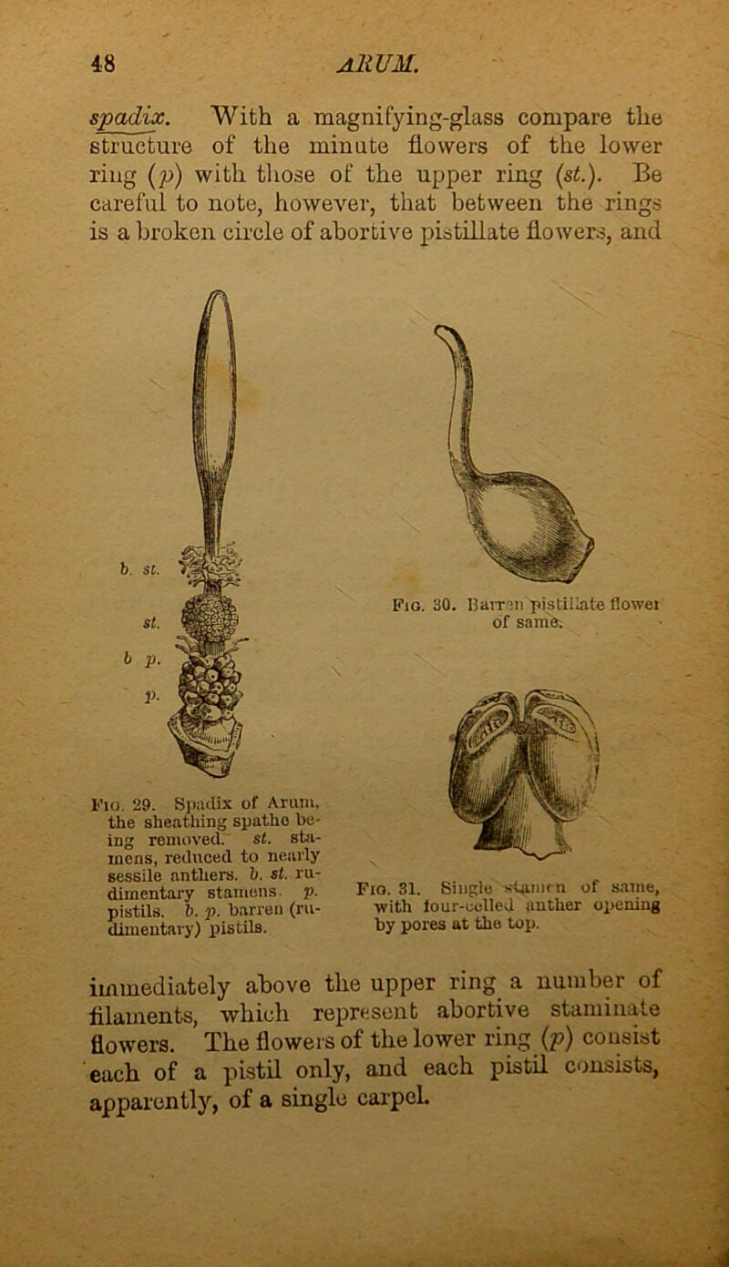 spadix. With a magnifying-glass compare the structure of the minute flowers of the lower ring (p) with those of the upper ring (st.). Be careful to note, however, that between the rings is a broken circle of abortive pistillate flowers, and Fig. 29. Spadix of Arum, the sheathing spatlio be- ing removed. st. sta- mens, reduced to nearly sessile anthers, b. st. ru- dimentary stamens j>. pistils, b. p. barren (ru- dimentary) pistils. Fig. 30. Barren pistillate flowei of same. Fig. 31. Single stamen of same, with four-colled anther opening by pores at the top. immediately above the upper ring a number of filaments, which represent abortive staminate flowers. The flowers of the lower ring (p) consist each of a pistil only, and each pistil consists, apparently, of a single carpel.