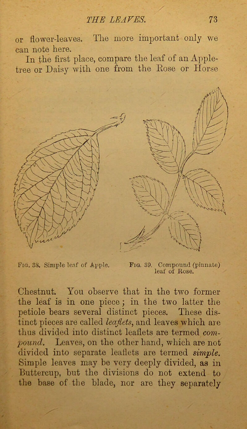 or flower-leaves. The more important only we can note here. In the first place, compare the leaf of an Apple- tree or Daisy with one from the Rose or Horse Fig. 33. Simple leaf of Apple. Fig. 39. Compound (pinnate) leaf of Rose. Chestnut. You observe that in the two former the leaf is in one piece; in the two latter the petiole bears several distinct pieces. These dis- tinct pieces are called leaflets, and leaves which are thus divided into distinct leaflets are termed com- pound. Leaves, on the other hand, which are not divided into separate leaflets are termed simple. Simple leaves may be very deeply divided, as in Buttercup, but the divisions do not extend to the base of the blade, nor are they separately