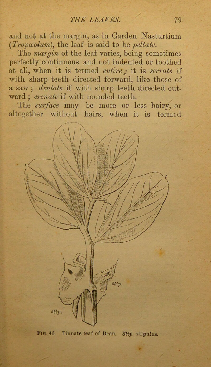 and not at the margin, as in Garden Nasturtium (Tropceoium), the leaf is said to be peltate. The margin of the leaf varies, being sometimes perfectly continuous and not indented or toothed at all, -when it is termed entire j it is serrate if with sharp teeth directed forward, like those of a saw; dentate if with sharp teeth directed out- ward ; crenate if with rounded teeth. The surface may be more or less hairy, or altogether without hairs, when it is termed Kin 46. rimiate leaf of Bean. Stip. stipules.