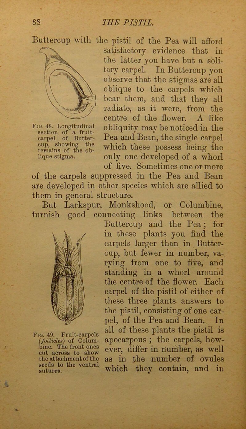 Fio. 48. Longitudinal section of a fruit- carpel of Butter- cup, showing the remains of the ob- lique stigma. Buttercup with the pistil of the Pea will afford satisfactory evidence that in the latter you have but a soli- tary carpel. In Buttercup you observe that the stigmas are all oblique to the carpels which bear them, and that they all radiate, as it were, from the centre of the flower. A like obliquity may be noticed in the Pea and Bean, the single carpel which these possess being the only one developed of a whorl of five. Sometimes one or more of the carpels suppressed in the Pea and Bean are developed in other species which are allied to them in general structure. But Larkspur, Monkshood, or Columbine, furnish good connecting links between the Buttercup and the Pea; for in these plants you find the carpels larger than in Butter- cup, but fewer in number, va- rying from one to five, and standing in a whorl around the centre of the flower. Each carpel of the pistil of either of these three plants answers to the pistil, consisting of one car- pel, of the Pea and Bean. In all of these plants the pistil is (follicles)‘of Coium- apocarpous ; the carpels, how- cuTkcrosVtont8hnow ever> differ in number, as well as in the number of ovules which they contain, and in Fio. 49. Fruit-carpels the attachment of the seeds to the ventral sutures.