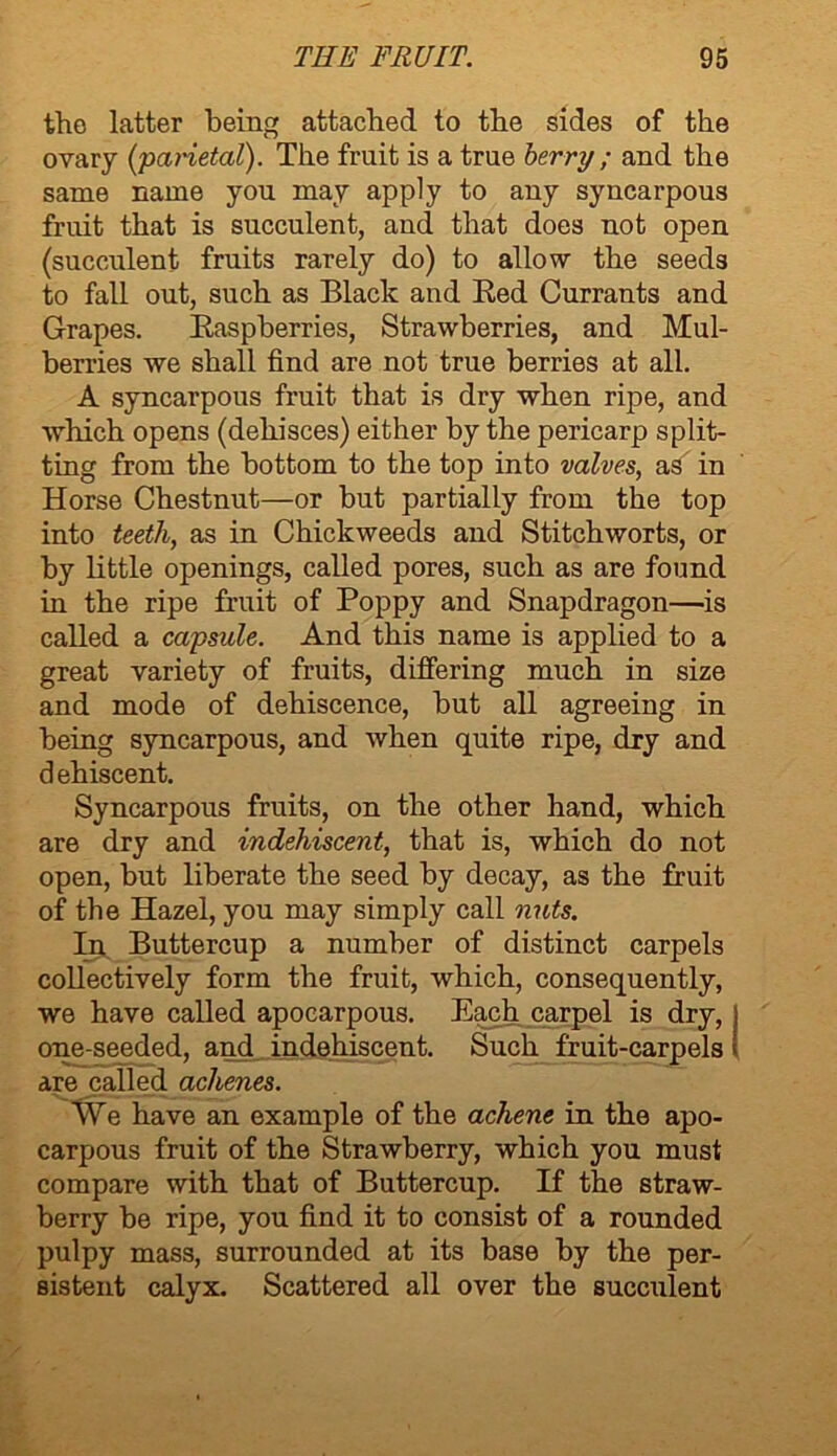 the latter being attached to the sides of the ovary (pcinetal). The fruit is a true berry ; and the same name you may apply to any syncarpous fruit that is succulent, and that does not open (succulent fruits rarely do) to allow the seeds to fall out, such as Black and Bed Currants and Grapes. Baspberries, Strawberries, and Mul- berries we shall find are not true berries at all. A syncarpous fruit that is dry when ripe, and which opens (dehisces) either by the pericarp split- ting from the bottom to the top into valves, as in Horse Chestnut—or but partially from the top into teeth, as in Chickweeds and Stitchworts, or by little openings, called pores, such as are found in the ripe fruit of Poppy and Snapdragon—is called a capsule. And this name is applied to a great variety of fruits, differing much in size and mode of dehiscence, but all agreeing in being syncarpous, and when quite ripe, dry and dehiscent. Syncarpous fruits, on the other hand, which are dry and indehiscent, that is, which do not open, but liberate the seed by decay, as the fruit of the Hazel, you may simply call nuts. In Buttercup a number of distinct carpels collectively form the fruit, which, consequently, we have called apocarpous. Each carpel is dry, I one-seeded, and. indehiscent. Such fruit-carpels I are called achenes. YVe have an example of the achene in the apo- carpous fruit of the Strawberry, which you must compare with that of Buttercup. If the straw- berry be ripe, you find it to consist of a rounded pulpy mass, surrounded at its base by the per- sistent calyx. Scattered all over the succulent