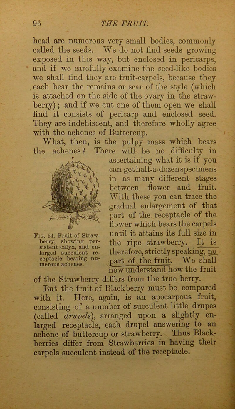 head are numerous very small bodies, commonly called the seeds. We do not find seeds growing exposed in this way, hut enclosed in pericarps, and if we carefully examine the seed-like bodies we shall find they are fruit-carpels, because they each bear the remains or scar of the style (which is attached on the side of the ovary in the straw- berry) ; and if we cut one of them open we shall find it consists of pericarp and enclosed seed. They are indehiscent, and therefore wholly agree with the achenes of Buttercup. What, then, is the pulpy mass which hears the achenes 1 There will be no difficulty in flower which bears the carpels Fig. 54. Fruit of Straw- Until it attains its full Size ill berry, showing per- ^he ripe strawberry. It is sistent calyx, and en- „ 1 ° . —— of the Strawberry differs from the true berry. But the fruit of Blackberry must be compared with it. Here, again, is an apocarpous fruit, consisting of a number of succulent little drupes (called drupels), arranged upon a slightly en- larged receptacle, each drupel answering to an achene of buttercup or strawberry. Thus Black- berries differ from Strawberries in having their carpels succulent instead of the receptacle. ascertaining what it is if you can gethalf-a-dozenspecimens in as many different stages between flower and fruit. With these you can trace the gradual enlargement of that part of the receptacle of the larged succulent re- ceptacle bearing nu- merous achenes. therefore, strictly speaking, no. part of the fruit. We shall now understand how the fruit