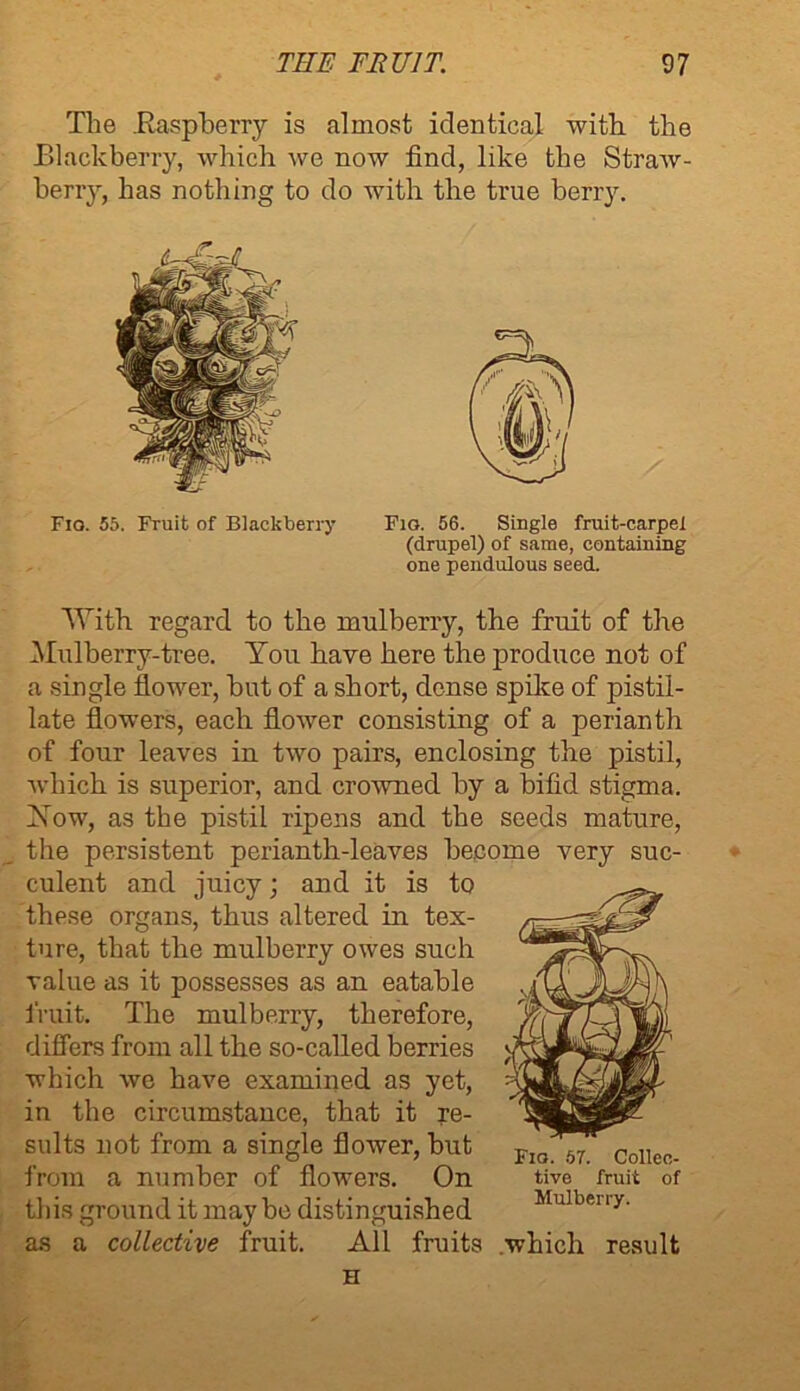 The .Raspberry is almost identical with the Blackberry, which we now find, like the Straw- berry, has nothing to do with the true berry. Fio. 55. Fruit of Blackberry Fig. 56. Single fruit-carpel (drupel) of same, containing one pendulous seed. With regard to the mulberry, the fruit of the Mulberry-tree. You have here the produce not of a single flower, but of a short, dense spike of pistil- late flowers, each flower consisting of a perianth of four leaves in two pairs, enclosing the pistil, which is superior, and crowned by a bifid stigma. Xow, as the pistil ripens and the seeds mature, the persistent perianth-leaves become very suc- culent and juicy; and it is to these organs, thus altered in tex- ture, that the mulberry owes such value as it possesses as an eatable fruit. The mulberry, therefore, differs from all the so-called berries which we have examined as yet, in the circumstance, that it re- sults not from a single flower, but from a number of flowers. On this ground it may be distinguished as a collective fruit. All fruits which result