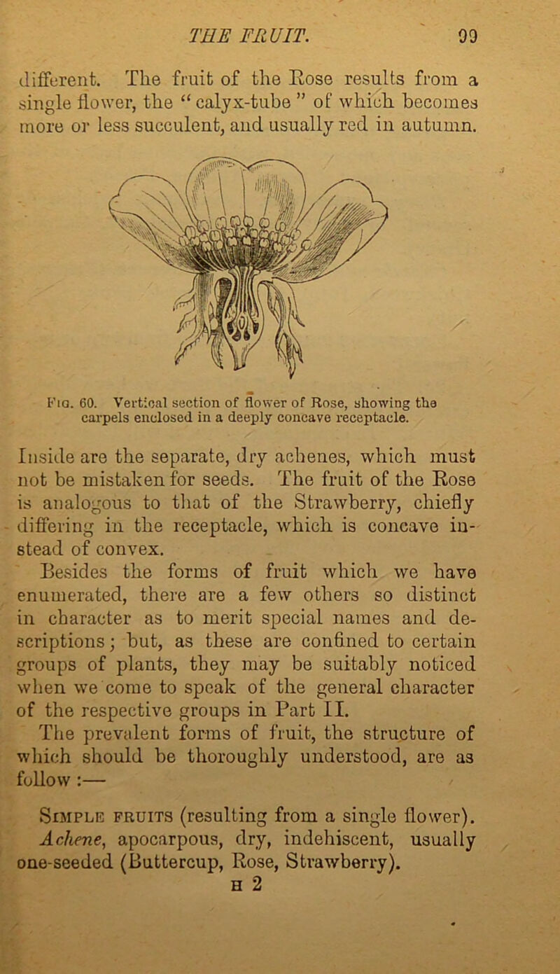 different. The fruit of the Eose results from a single flower, the “calyx-tube ” of which becomes more or less succulent, and usually red in autumn. Fia. 60. Vertical section of flower of Rose, showing the carpels enclosed in a deeply concave receptacle. • / Inside are the separate, dry achenes, which must not be mistaken for seeds. The fruit of the Rose is analogous to that of the Strawberry, chiefly differing in the receptacle, which is concave in- stead of convex. Besides the forms of fruit which we have enumerated, there are a few others so distinct in character as to merit special names and de- scriptions ; but, as these are confined to certain groups of plants, they may be suitably noticed when we come to speak of the general character of the respective groups in Part II. The prevalent forms of fruit, the structure of which should be thoroughly understood, are as follow :— Simple fruits (resulting from a single flower). Achene, apocarpous, dry, indehiscent, usually one-seeded (Buttercup, Rose, Strawberry). h 2