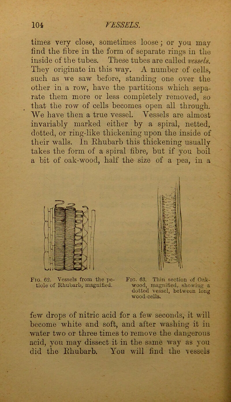 times very close, sometimes loose; or you may find the fibre in the form of separate rings in the inside of the tubes. These tubes are called vessels. They originate in this way. A number of cells, such as we saw before, standing one over the other in a row, have the partitions which sepa- rate them more or less completely removed, so that the row of cells becomes open all through. We have then a true vessel. Vessels are almost invariably marked either by a spiral, netted, dotted, or ring-like thickening upon the inside of their walls. In Rhubarb this thickening usually takes the form of a spiral fibre, but if you boil a bit of oak-wood, half the size of a pea, in a Fio. G2. Vessels from the pe- tiole of Rhubarb, magnified. Fig. 63. Thin section of Oak- wood, magnified, showing a dotted vessel, between long wood-cells. few drops of nitric acid for a few seconds, it will become white and soft, and after washing it in water two or three times to remove the dangerous acid, you may dissect it in the same way as you did the Rhubarb. You will find the vessels