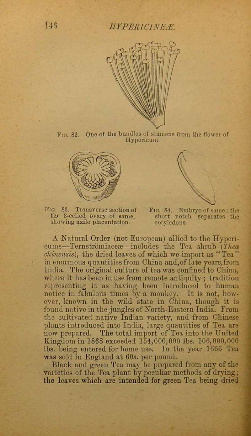 Fio. 82. One of the bundles of stamens from the (lower of Hypericum. Fio. 83. Transverse section of the 3-celled ovary of same, showing axile placentation. Fig. 84. Embryo of same: the short notch separates the cotyledons. A Natural Order (not European) allied to the Hyperi- cums—Ternstromiaceae—includes the Tea shrub (Tlica chincnsis), the dried leaves of which we import as “Tea” in enormous quantities from China and,of late years,from India. The original culture of tea was confined to China, where it has been in use from remote antiquity; tradition representing it as having been introduced to human notice in fabulous times by a monkey. It is not, how- ever, known in the wild state in China, though it is found native in the jungles of North-Eastern India. From the cultivated native Indian variety, and from Chinese plants introduced into India, large quautities of Tea are now prepared. The total import of Tea into the United Kingdom in 186S exceeded 154,000,000 lbs. 106,000,000 lbs. being entered for home use. Iu the year 1666 Tea was sold in England at 60s. per pound. Black aud green Tea may be prepared from any of the varieties of the Tea plant by peculiar methods of drying; the leaves which are intended for green Tea being dried