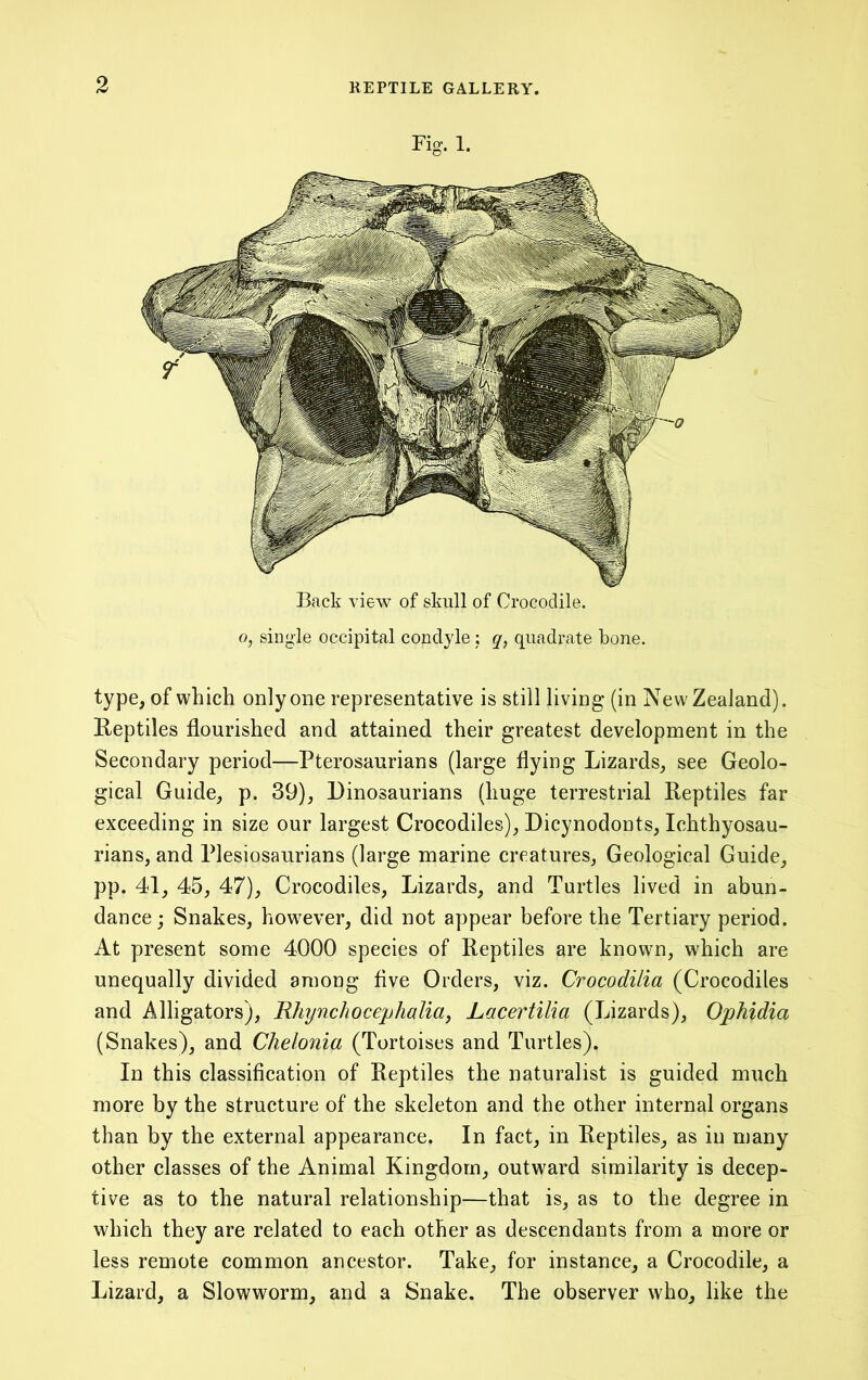 Fig. 1. Back view of skull of Crocodile. o, single occipital condyle; q, quadrate bone. type, of which only one representative is still living- (in New Zealand). Reptiles flourished and attained their greatest development in the Secondary period—Pterosaurians (large flying Lizards, see Geolo- gical Guide, p. 39), Dinosaurians (huge terrestrial Reptiles far exceeding in size our largest Crocodiles), Dicynodonts, lehthyosau- rians, and Plesiosaurians (large marine creatures, Geological Guide, pp. 41, 45, 47), Crocodiles, Lizards, and Turtles lived in abun- dance ; Snakes, however, did not appear before the Tertiary period. At present some 4000 species of Reptiles are known, which are unequally divided among five Orders, viz. Crocodilia (Crocodiles and Alligators), Rhynchocephaliaj Lacertilia (Lizards), Ophidia (Snakes), and Chelonia (Tortoises and Turtles). In this classification of Reptiles the naturalist is guided much more by the structure of the skeleton and the other internal organs than by the external appearance. In fact, in Reptiles, as in many other classes of the Animal Kingdom, outward similarity is decep- tive as to the natural relationship—that is, as to the degree in which they are related to each other as descendants from a more or less remote common ancestor. Take, for instance, a Crocodile, a Lizard, a Slowworm, and a Snake. The observer who, like the