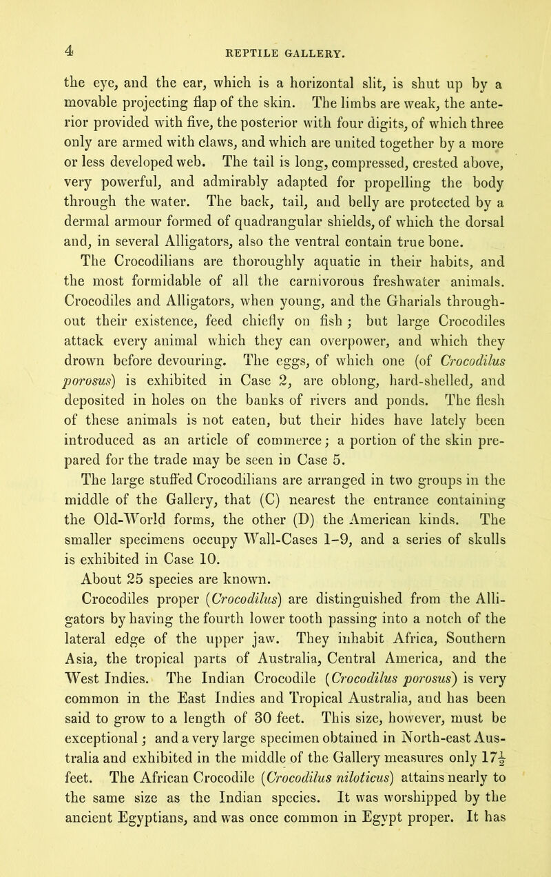 the eye, and the ear, which is a horizontal slit, is shut up by a movable projecting flap of the skin. The limbs are weak, the ante- rior provided with five, the posterior with four digits, of which three only are armed with claws, and which are united together by a more or less developed web. The tail is long, compressed, crested above, very powerful, and admirably adapted for propelling the body through the water. The back, tail, and belly are protected by a dermal armour formed of quadrangular shields, of which the dorsal and, in several Alligators, also the ventral contain true bone. The Crocodilians are thoroughly aquatic in their habits, and the most formidable of all the carnivorous freshwater animals. Crocodiles and Alligators, when young, and the Gharials through- out their existence, feed chiefly on fish ; but large Crocodiles attack every animal which they can overpower, and which they drown before devouring. The eggs, of which one (of Crocodilus porosus) is exhibited in Case 2, are oblong, hard-shelled, and deposited in holes on the backs of rivers and ponds. The fiesh of these animals is not eaten, but their hides have lately been introduced as an article of commerce; a portion of the skin pre- pared for the trade may be seen ic Case 5. The large stuffed Crocodilians are arranged in two groups in the middle of the Gallery, that (C) nearest the entrance containing the Old-World forms, the other (D) the American kinds. The smaller specimens occupy Wall-Cases 1-9, and a series of skulls is exhibited in Case 10. About 25 species are known. Crocodiles proper [Crocodilus) are distinguished from the Alli- gators by having the fourth lower tooth passing into a notch of the lateral edge of the upper jaw. They inhabit Africa, Southern Asia, the tropical parts of Australia, Central America, and the West Indies. The Indian Crocodile [Crocodilus porosus') is very common in the East Indies and Tropical Australia, and has been said to grow to a length of 30 feet. This size, however, must be exceptional; and a very large specimen obtained in North-east Aus- tralia and exhibited in the middle of the Gallery measures only 17J feet. The African Crocodile [Crocodilus niloticus) attains nearly to the same size as the Indian species. It was worshipped by the ancient Egyptians, and was once common in Egypt proper. It has