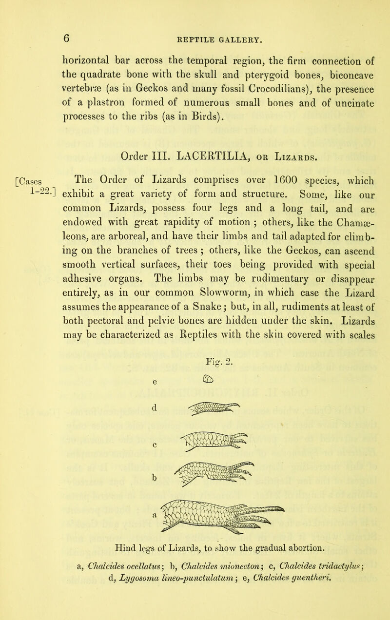 ases 1-22.] horizontal bar across the temporal region, the firm connection of tbe quadrate bone with the skull and pterygoid bones, biconcave vertebi’se (as in Geckos and many fossil Crocodilians), the presence of a plastron formed of numerous small bones and of uncinate processes to the ribs (as in Birds). Order III. LACERTILIA, or Lizards. The Order of Lizards comprises over 1600 species, which exhibit a great variety of form and structure. Some, like our common Lizards, possess four legs and a long tail, and are endowed with great rapidity of motion ; others, like the Chamae- leons, are arboreal, and have their limbs and tail adapted for climb- ing on the branches of trees ; others, like the Geckos, can ascend smooth vertical surfaces, their toes being provided with special adhesive organs. The limbs may be rudimentary or disappear entirely, as in our common Slowworm, in which case the Lizard assumes the appearance of a Snake; but, in all, rudiments at least of both pectoral and pelvic bones are hidden under the skin. Lizards may be characterized as Reptiles with the skin covered with scales Hind legs of Lizards, to show the gradual abortion. a, Chalcides ocellatus; b, Chalcides mionecton; c, Chalcides tridactylus j d, Lygosoma lineo-punctulatum j e, Chalcides guentheri.