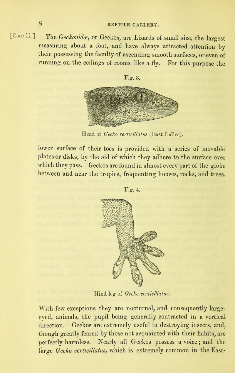 [Case 11.] The Geckonid(B, or Geckos_, are Lizards of small size, the largest measuring about a foot, and have always attracted attention by their possessing the faculty of ascending smooth surfaces, or even of running on the ceilings of rooms like a fly. For this purpose the Fig. 3. Head of Gecko vertieillatus (East Indies). lower surface of their toes is provided with a series of movable plates or disks, by the aid of which they adhere to the surface over which they pass. Geckos are found in almost every part of the globe between and near the tropics, frequenting houses, rocks, and trees. Fig. 4. Hind leg of Gecko vertieillatus. With few exceptions they are nocturnal, and consequently large- eyed, animals, the pupil being generally contracted in a vertical direction. Geckos are extremely useful in destroying insects, and, though greatly feared by those not acquainted with their habits, are perfectly harmless. Nearly all Geckos possess a voice; and the large Gecko vertieillatus, which is extremely common in the East-