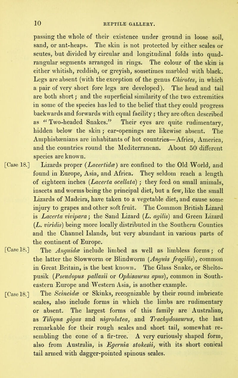 passing the whole of their existence under ground in loose soil, sand, or ant-heaps. The skin is not protected by either scales or scutes, but divided by circular and longitudinal folds into quad- rangular segments arranged in rings. The colour of the skin is either whitish, reddish, or greyish, sometimes marbled with black. Legs are absent (with the exception of the genus Chirotes, in which a pair of very short fore legs are developed). The head and tail are both short; and the superficial similarity of the two extremities in some of the species has led to the belief that they could progress backwards and forwards with equal facility; they are often described as Two-headed Snakes.^^ Their eyes are quite rudimentary, hidden below the skin ; ear-openings are likewise absent. The Amphisbsenians are inhabitants of hot countries—Africa, America, and the countries round the Mediterranean. About 50 diflPerent species are known. [Case 18.] Lizards proper (LacertidcB) are confined to the Old World, and found in Europe, Asia, and Africa. They seldom reach a length of eighteen inches [Lacerta ocellata) ; they feed on small animals, insects and worms being the principal diet, but a few, like the small Lizards of Madeira, have taken to a vegetable diet, and cause some injury to grapes and other soft fruit. The Common British Lizard is Lacerta vivipara; the Sand Lizard [L. agilis) and Green Lizard (L. viridis) being more locally distributed in the Southern Counties and the Channel Islands, but very abundant in various parts of the continent of Europe. [Case 18.] The Angmdce include limbed as well as limbless forms; of the latter the Slowworm or Blindworm [Anguis fragilis), common in Great Britain, is the best known. The Glass Snake, or Shelto- pusik [Pseudopus pallasii or OpMsaurus apus), common in South- eastern Europe and Western Asia, is another example. [Case 18.] The Scincidce or Skinks, recognizable by their round imbricate scales, also include forms in wLich the limbs are rudimentary or absent. The largest forms of this family are Australian, as Tiliqua gig as and nigrolutea, and Trachydosaurus, the last remarkable for their rough scales and short tail, somewhat re- sembling the cone of a fir-tree. A very curiously shaped form, also from Australia, is Egernia stokesii, with its short conical tail armed with dagger-pointed spinous scales.
