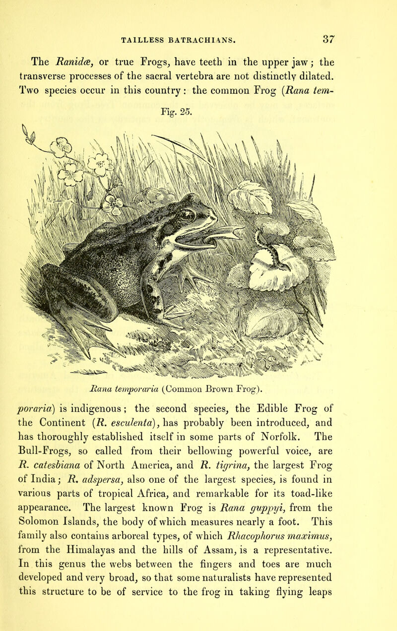 The Ranidae, or true Frogs^ have teeth in the upper jaw; the transverse processes of the sacral vertebra are not distinctly dilated. Two species occur in this country: the common Frog {Rana tem- Fig. 25. Rana temporaria (Common Brown Frog). ^oran«) is indigenous; the second species, the Edible Frog of the Continent [R. esculentd), has probably been introduced, and has thoroughly established itself in some parts of Norfolk. The Bull-Frogs, so called from their bellowing powerful voice, are R. catesbiana of North America, and R. tigrina, the largest Frog of India; i?. adspersa, also one of the largest species, is found in various parts of tropical Africa, and remarkable for its toad-like appearance. The largest known Frog is Rana guppyi, from the Solomon Islands, the body of which measures nearly a foot. This family also contains arboreal types, of which Rhacophorus mawimus, from the Himalayas and the hills of Assam, is a representative. In this genus the webs between the fingers and toes are much developed and very broad, so that some naturalists have represented this structure to be of service to the frog in taking flying leaps