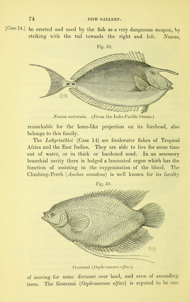 [Case 14.] erected and used by the fish as a very dangerous weapon, l>y striking with the tail towards the right and left. Naseus, Fig. 68. remarkable for the horn-like projection on its forehead, also belongs to this family. The Lahyrinthici (Case 14) are freshwater fishes of Tropical Africa and the East Indies. They are able to live for some time out of water, or in thick or hardened mud. In an accessory branchial cavity there is lodged a laminated organ which has tbe function of assisting in the oxygenization of the blood. The Climbing-Perch [Anabas scandens) is well known for its faculty Fig. 59. of moving for some distance over land, and even of ascending trees. The Gourami [Osphromenus olfaoc) is reputed to be one