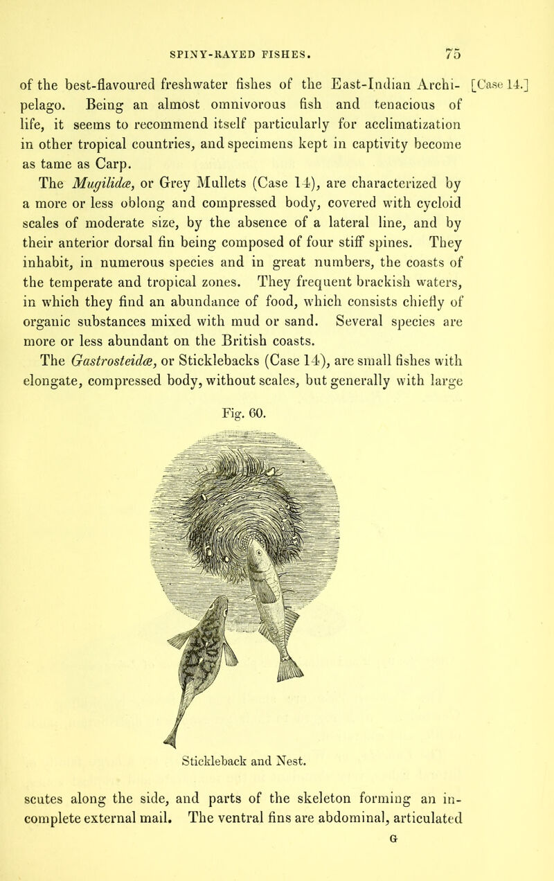 of the best-flavoured freshwater fishes of the East-Iiidian Archi- [Case 14.] pelago. Being an almost omnivorous fish and tenacious of life, it seems to recommend itself particularly for acclimatization in other tropical countries, and specimens kept in captivity become as tame as Carp. The Mugilida, or Grey Mullets (Case 14), are characterized by a more or less oblong and compressed body, covered with cycloid scales of moderate size, by the absence of a lateral line, and by their anterior dorsal fin being composed of four stifi* spines. They inhabit, in numerous species and in great numbers, the coasts of the temperate and tropical zones. They frequent brackish waters, in which they find an abundance of food, which consists chiefly of organic substances mixed with mud or sand. Several species are more or less abundant on the British coasts. The Gastrosteidce, or Sticklebacks (Case 14), are small fishes with elongate, compressed body, without scales, but generally with large Fig. 60. Stickleback and Nest. scutes along the side, and parts of the skeleton forming an in- complete external mail. The ventral fins are abdominal, articulated G