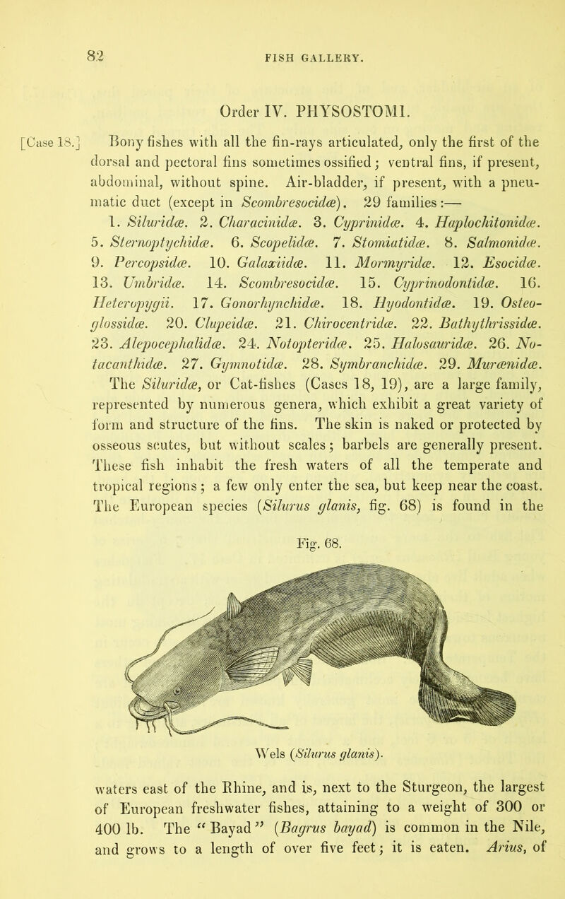 Order IV. PHYSOSTOMl. [Case 18.] Bony fishes with all the fin-rays articulated, only the first of the dorsal and pectoral fins sometimes ossified; ventral fins, if present, abdominal, without spine. Air-bladder, if present, with a pneu- matic duct (except in Scombresocidae). 29 families :— 1. Siluridce. 2. Characinidce. 3. CyprinidcB. 4. Haplochitonidce. 5. Sternoptychidce. 6. Scopelid(B. 7. Stomiatidce. 8. SalmonidcB. 9. Fercopsidce. 10. Galaxiidce. 11. Mormyridce. 12. Esocidce. 13. UmbridcB. 14. Scombresocidae. 15. Cyjjrinodontidce. 16. Hetero2)ygii. 17. Gonoidiynchidae. 18. Hyodontidae. 19. Osteo- ylossidce. 20. Clupeidae. 21. Chirocentridae. 22. Bathythrissidae. 23. Alepocephalidae. 24. Notopteridce. 25. Halosauridae. 26. No- facanthidae. 27. Gymnotidae. 28. Symbranchidae. 29. Muraenidce. The Siluridce, or Cat-fishes (Cases 18, 19), are a large family, represented by numerous genera, which exhibit a great variety of form and structure of the fins. The skin is naked or protected by osseous scutes, but without scales; barbels are generally present. These fish inhabit the fresh waters of all the temperate and tropical regions; a few only enter the sea, but keep near the coast. The European species {Silurus giants, fig. 68) is found in the Fig. 68. waters east of the Ehine, and is, next to the Sturgeon, the largest of European freshwater fishes, attaining to a weight of 300 or 400 1b. The ^^Bayad^ [Bagrus bayad) is common in the Nile, and grows to a length of over five feet; it is eaten. Arius, of