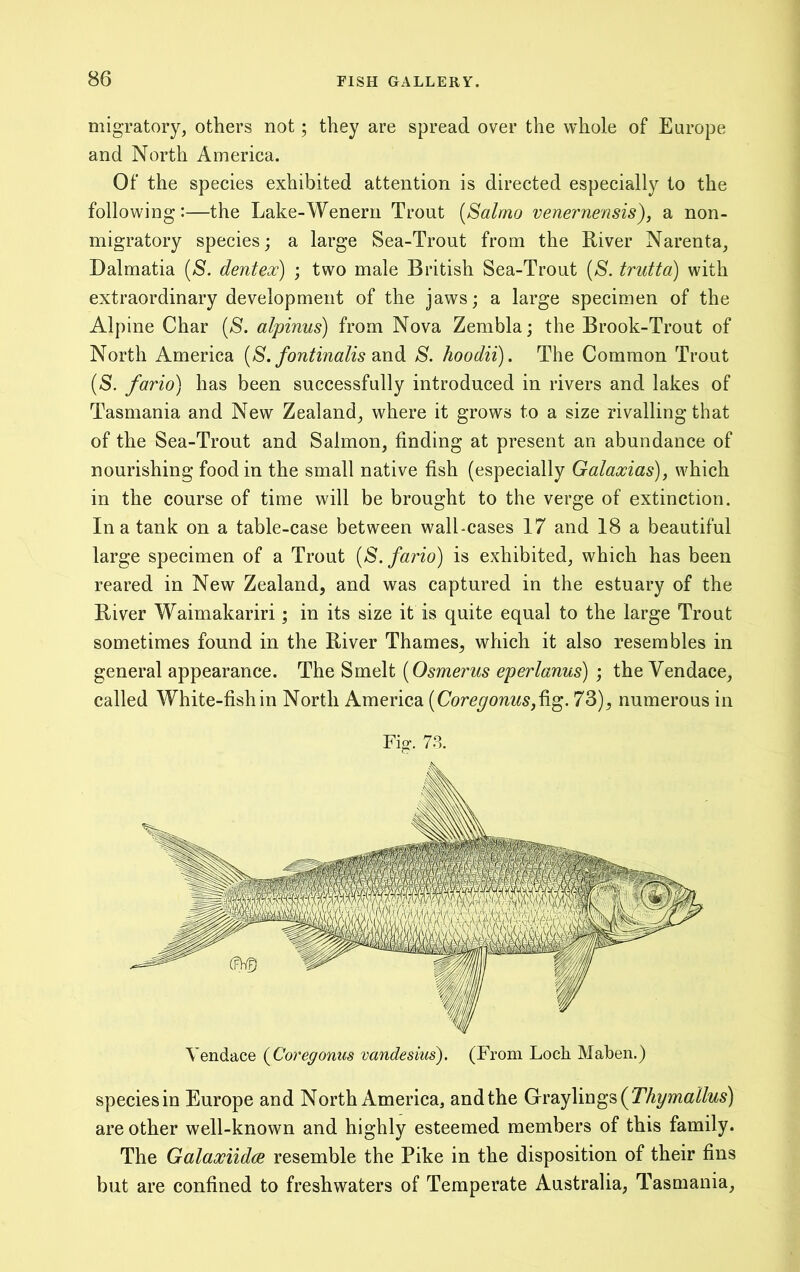 migratory, others not; they are spread over the whole of Europe and North America. Of the species exhibited attention is directed especially to the following:—the Lake-Wenern Trout [Salrno venerne'nsis), a non- migratory species; a large Sea-Trout from the River Narenta, Dalmatia {S. dentex) ; two male British Sea-Trout (/S. trutta) with extraordinary development of the jaws; a large specimen of the Alpine Char [S. alpinus) from Nova Zembla; the Brook-Trout of North America [S. fontinalis S. hoodii). The Common Trout {S. fario) has been successfully introduced in rivers and lakes of Tasmania and New Zealand, where it grows to a size rivalling that of the Sea-Trout and Salmon, finding at present an abundance of nourishing food in the small native fish (especially Galaxias), which in the course of time will be brought to the verge of extinction. In a tank on a table-case between wall-cases 17 and 18 a beautiful large specimen of a Trout [S. fario) is exhibited, which has been reared in New Zealand, and was captured in the estuary of the River Waimakariri; in its size it is quite equal to the large Trout sometimes found in the River Thames, which it also resembles in general appearance. [Osmerus eperlanus) j theVendace, called White-fish in North America (Coregonus,^^. 73), numerous in Fig. 7-S. species in Europe and North America, andthe Graylings are other well-known and highly esteemed members of this family. The Galaxiidce resemble the Pike in the disposition of their fins but are confined to freshwaters of Temperate Australia, Tasmania,