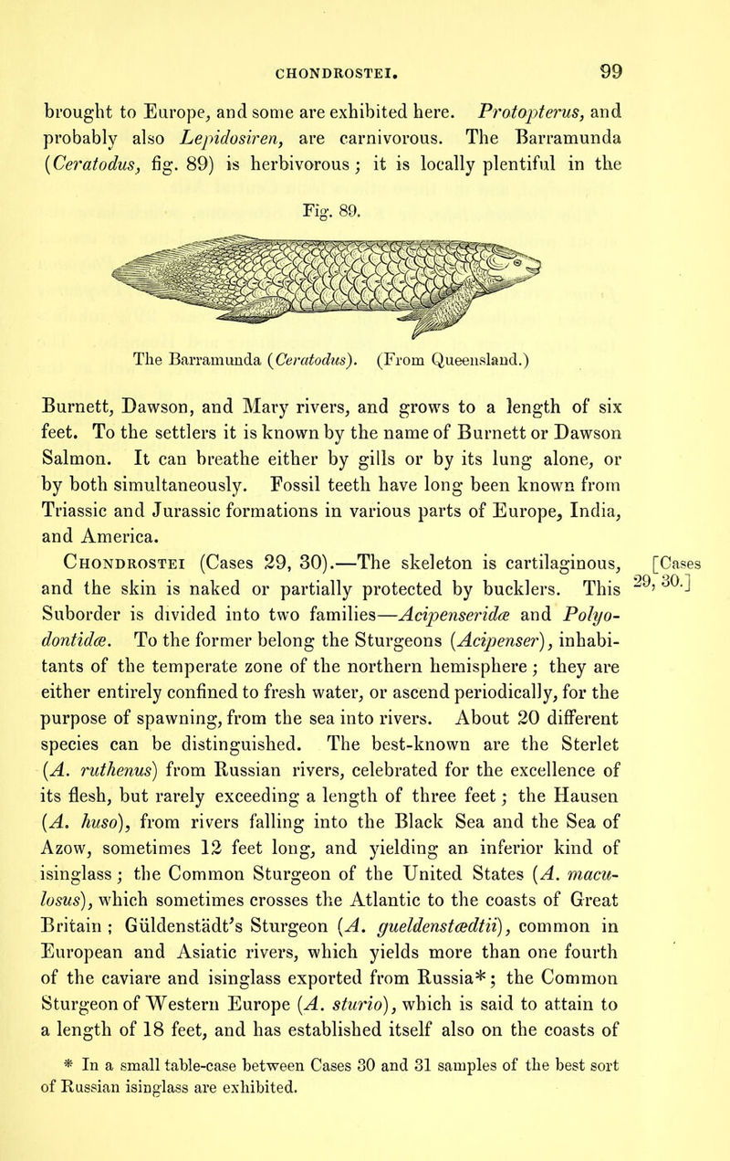 brought to Europe^ and some are exhibited here. Protopterus, and probably also Lepidosiren, are carnivorous. The Barramunda [Ceratodus, fig. 89) is herbivorous; it is locally plentiful in the Fig. 89. The Barramunda {Ceratodus). (From Queensland.) Burnett, Dawson, and Mary rivers, and grows to a length of six feet. To the settlers it is known by the name of Burnett or Dawson Salmon. It can breathe either by gills or by its lung alone, or by both simultaneously. Fossil teeth have long been known from Triassic and Jurassic formations in various parts of Europe, India, and America. Chondrostei (Cases 29, 30).—The skeleton is cartilaginous, [Ca and the skin is naked or partially protected by bucklers. This Suborder is divided into two families—Acipenseridce and Polyo- dontidos. To the former belong the Sturgeons {Acipenser), inhabi- tants of the temperate zone of the northern hemisphere ; they are either entirely confined to fresh water, or ascend periodically, for the purpose of spawning, from the sea into rivers. About 20 diflPerent species can be distinguished. The best-known are the Sterlet [A. ruthenus) from Russian rivers, celebrated for the excellence of its flesh, but rarely exceeding a length of three feet; the Hausen (A. huso), from rivers falling into the Black Sea and the Sea of Azow, sometimes 12 feet long, and yielding an inferior kind of isinglass; the Common Sturgeon of the United States (A. macu- losus), which sometimes crosses the Atlantic to the coasts of Great Britain ; GiildenstadCs Sturgeon [A. gueldenstcBdtii), common in European and Asiatic rivers, which yields more than one fourth of the caviare and isinglass exported from Russia*; the Common Sturgeon of Western Europe {A. sturio), which is said to attain to a length of 18 feet, and has established itself also on the coasts of ^ In a small table-case between Cases 30 and 31 samples of the best sort of Russian isinglass are exhibited.