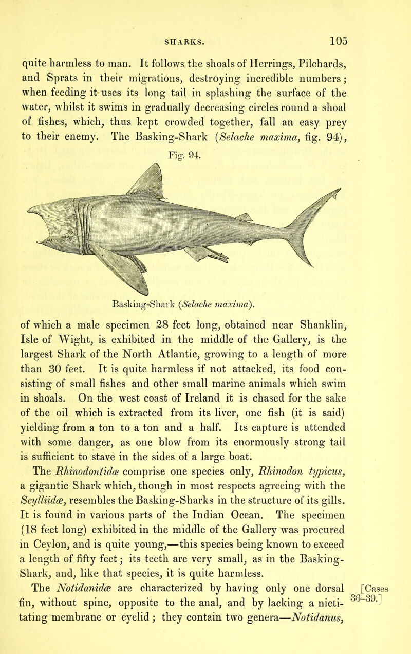 quite harmless to man. It follows the shoals of Herrings, Pilchards, and Sprats in their migrations, destroying incredible numbers; when feeding it uses its long tail in splashing the surface of the water, whilst it swims in gradually decreasing circles round a shoal of fishes, which, thus kept crowded together, fall an easy prey to their enemy. The Basking-Shark {Selache maxima, fig. 94), Fig. 94. Basking-Sharli {Selache maxvna). of which a male specimen 28 feet long, obtained near Shanklin, Isle of Wight, is exhibited in the middle of the Gallery, is the largest Shark of the North Atlantic, growing to a length of more than 30 feet. It is quite harmless if not attacked, its food con- sisting of small fishes and other small marine animals which swim in shoals. On the west coast of Ireland it is chased for the sake of the oil which is extracted from its liver, one fish (it is said) yielding from a ton to a ton and a half. Its capture is attended with some danger, as one blow from its enormously strong tail is sufficient to stave in the sides of a large boat. The Rhinodontidce comprise one species only, Rhinodon typicus, a gigantic Shark which, though in most respects agreeing with the ScylliidcB, resembles the Basking-Sharks in the structure of its gills. It is found in various parts of the Indian Ocean. The specimen (18 feet long) exhibited in the middle of the Gallery was procured in Ceylon, and is quite young,—this species being known to exceed a length of fifty feet; its teeth are very small, as in the Basking- Shark, and, like that species, it is quite harmless. The Notidanidce are characterized by having only one dorsal fin, without spine, opposite to the anal, and by lacking a nicti- tating membrane or eyelid ; they contain two genera—Notidanus,