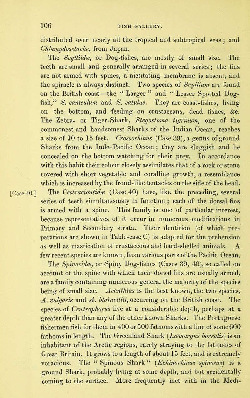 distributed over nearly all the tropical and subtropical seas; and Chlamydoselache, from Japan. The Scylliidijej or Dog-fishes, are mostly of small size. The teeth are small and generally arranged in several series; the fins are not armed with spines, a nictitating membrane is absent, and the spiracle is always distinct. Two species of Scyllium are found on the British coast—the Larger ” and “ Lesser Spotted Dog- fish,^^ S. caniculum and S. catulus. They are coast-fishes, living on the bottom, and feeding on crustaceans, dead fishes, &c. The Zebra- or Tiger-Shark, Stegostoma tigrinum, one of the commonest and handsomest Sharks of the Indian Ocean, reaches a size of 10 to 15 feet. Crossorhinus (Case 39), a genus of ground Sharks from the Indo-Pacific Ocean; they are sluggish and lie concealed on the bottom watching for their prey. In accordance with this habit their colour closely assimilates that of a rock or stone covered with short vegetable and coralline growth, a resemblance which is increased by the frond-like tentacles on the side of the head. [Case 40.] The Cestraciontidce (Case 40) have, like the preceding, several series of teeth simultaneously in function ; each of the dorsal fins is armed with a spine. This family is one of particular interest, because representatives of it occur in numerous modifications in Primary and Secondary strata. Their dentition (of which pre- parations are shown in Table-case C) is adapted for the prehension as well as mastication of crustaceous and hard-shelled animals. A few recent species are known, from various parts of the Pacific Ocean. The Spinacidce, or Spiny Dog-fishes (Cases 39, 40), so called on account of the spine with which their dorsal fins are usually armed, are a family containing numerous genera, the majority of the species being of small size. Acanthias is the best known, the two species, A. vulgaris and A. hlainvillii, occurring on the British coast. The species of Centrophorus live at a considerable depth, perhaps at a greater depth than any of the other known Sharks. The Portuguese fishermen fish for them in 400 or 500 fathoms with a line of some 600 fathoms in length. The Greenland Shark {Lcsmargus borealis) is an inhabitant of the Arctic regions, rarely straying to the latitudes of Great Britain. It grows to a length of about 15 feet, and is extremely voracious. The Spinous Shark ” [Echinorhinus spinosus) is a ground Shark, probably living at sonie depth, and but accidentally coming to the surface. More frequently met with in the Medi-