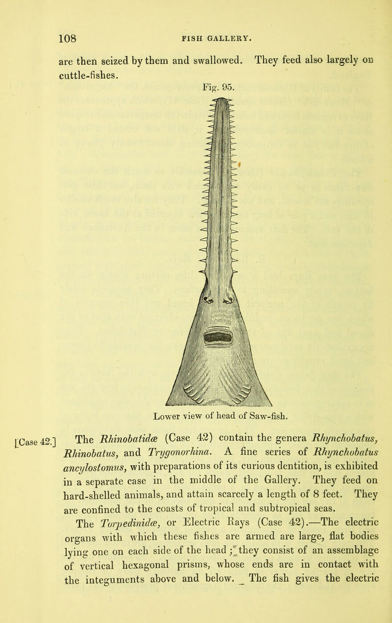 are then seized by them and swallowed. They feed also largely on cuttle-fishes. Fig'. 95. Lower view of head of Saw-fish. [Case 42.] The IUimohatid(B (Case 42) contain the genera Wiynchohatus, Rhinohatus, and Trygonorhina. A fine series of Rhynchobatus ancylostomus, with preparations of its curious dentition^ is exhibited in a separate case in the middle of the Gallery. They feed on hard-shelled animals, and attain scarcely a length of 8 feet. They are confined to the coasts of tropical and subtropical seas. The Torpedinid(je, or Electric Rays (Case 42).—The electric organs with which these fishes are armed are large, flat bodies lying one on each side of the head ;®they consist of an assemblage of vertical hexagonal prisms, whose ends are in contact with the integuments above and below. _ The fish gives the electric