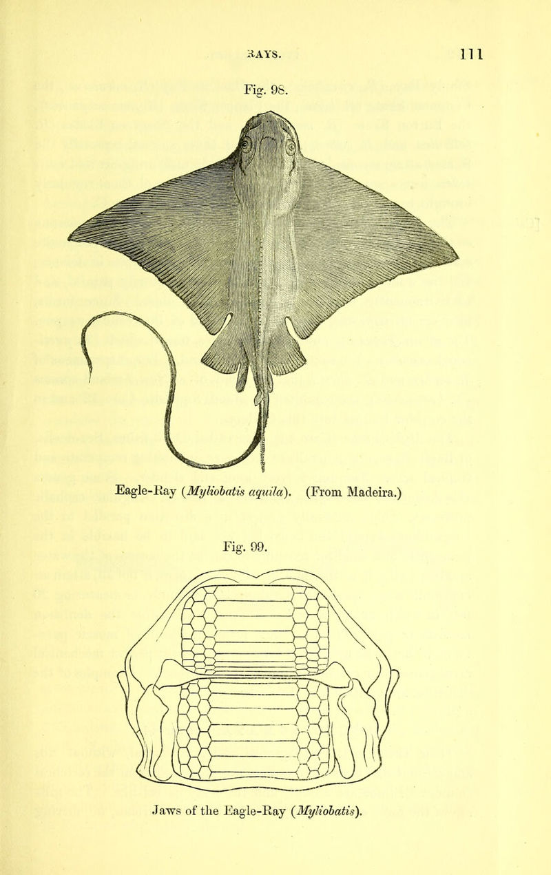 Fig. 98. Eagle-Ray (Myliobatis aquild). (From Madeira.) Fig. 99. Jaws of tlie Eagle-Ray {Myliohatis).