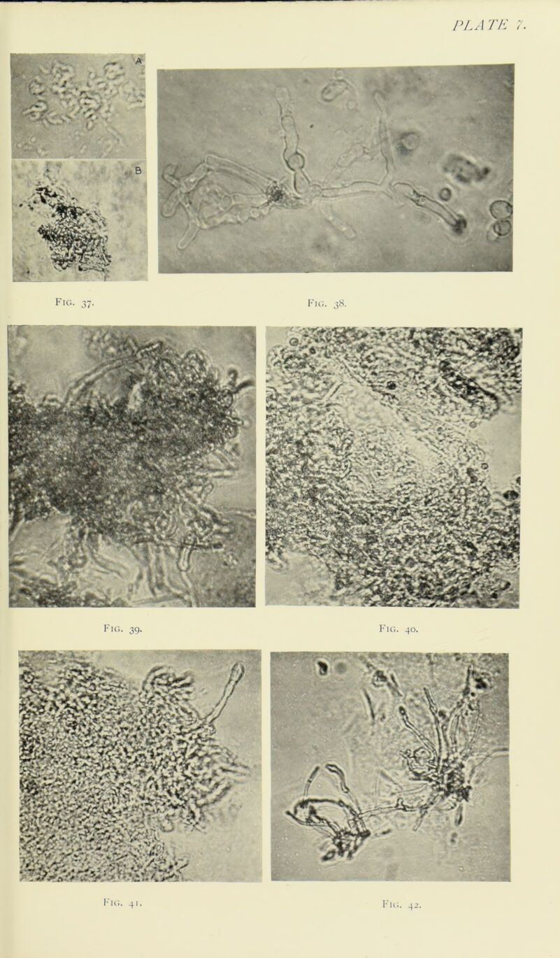 Fig. 39. Fig. 40. Fig. 37.