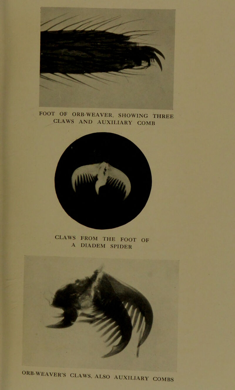 FOOT OF ORB-WEAVER. SHOWING THREE CLAWS AND AUXILIARY COMB CLAWS FROM THE FOOT OF A DIADEM SPIDER ORB-WEAVERS CLAWS. ALSO AUXILIARY COMBS