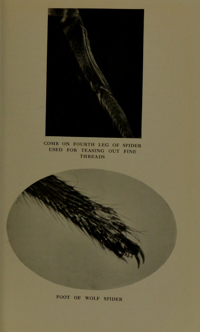 COMB ON FOURTH LEG OF SPIDER USED FOR TEASING OUT FINE THREADS FOOT OF WOLF SPIDER