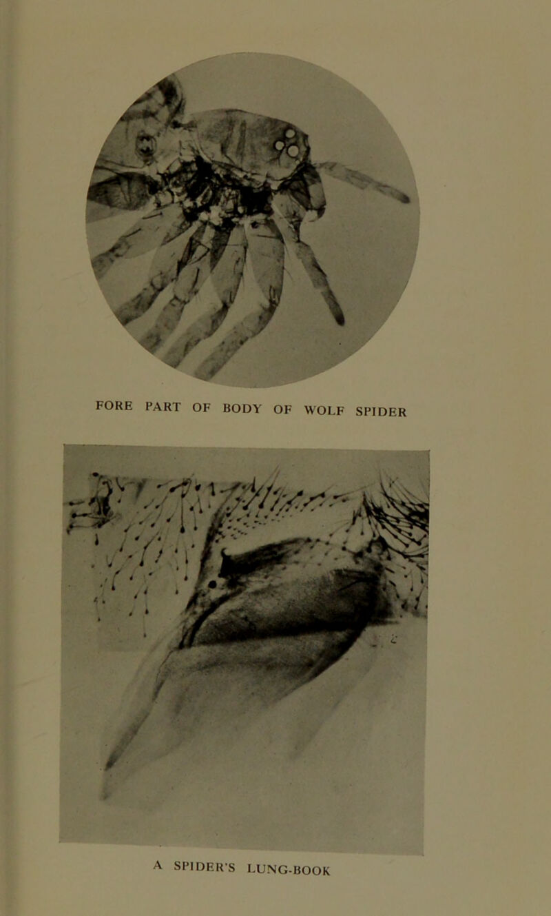 A SPIDERS LUNG-BOOK
