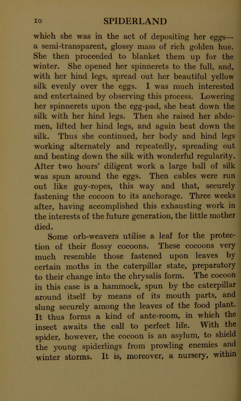 which she was in the act of depositing her eggs— a semi-transparent, glossy mass of rich golden hue. She then proceeded to blanket them up for the winter. She opened her spinnerets to the full, and, with her hind legs, spread out her beautiful yellow silk evenly over the eggs. I was much interested and entertained by observing this process. Lowering her spinnerets upon the egg-pad, she beat down the silk with her hind legs. Then she raised her abdo- men, lifted her hind legs, and again beat down the silk. Thus she continued, her body and hind legs working alternately and repeatedly, spreading out and beating down the silk with wonderful regularity. After two hours’ diligent work a large ball of silk was spun around the eggs. Then cables were run out like guy-ropes, this way and that, securely fastening the cocoon to its anchorage. Three weeks after, having accomplished this exhausting work in the interests of the future generation, the little mother died. Some orb-weavers utilise a leaf for the protec- tion of their flossy cocoons. These cocoons very much resemble those fastened upon leaves by certain moths in the caterpillar state, preparatory to their change into the chrysalis form. The cocoon in this case is a hammock, spun by the caterpillar around itself by means of its mouth parts, and slung securely among the leaves of the food plant. It thus forms a kind of ante-room, in which the insect awaits the call to perfect life. With the spider, however, the cocoon is an asylum, to shield the young spiderlings from prowling enemies and winter storms. It is, moreover, a nursery, within