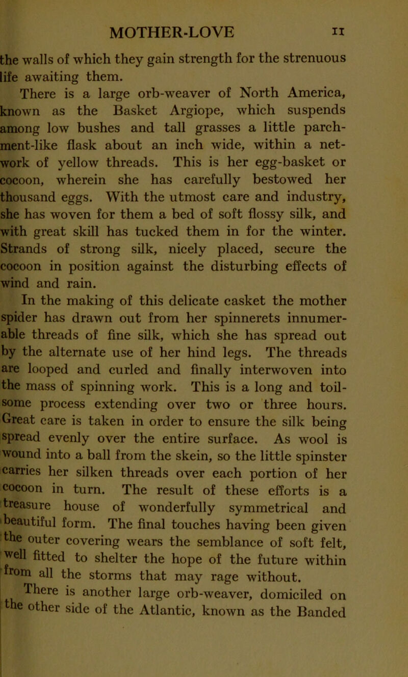 the walls of which they gain strength for the strenuous life awaiting them. There is a large orb-weaver of North America, known as the Basket Argiope, which suspends among low bushes and tall grasses a little parch- ment-like flask about an inch wide, within a net- work of yellow threads. This is her egg-basket or cocoon, wherein she has carefully bestowed her thousand eggs. With the utmost care and industry, she has woven for them a bed of soft flossy silk, and with great skill has tucked them in for the winter. Strands of strong silk, nicely placed, secure the cocoon in position against the disturbing effects of wind and rain. In the making of this delicate casket the mother spider has drawn out from her spinnerets innumer- able threads of fine silk, which she has spread out by the alternate use of her hind legs. The threads are looped and curled and finally interwoven into the mass of spinning work. This is a long and toil- some process extending over two or three hours. Great care is taken in order to ensure the silk being spread evenly over the entire surface. As wool is wound into a ball from the skein, so the little spinster carries her silken threads over each portion of her cocoon in turn. The result of these efforts is a treasure house of wonderfully symmetrical and 'beautiful form. The final touches having been given 'the outer covering wears the semblance of soft felt, well fitted to shelter the hope of the future within from all the storms that may rage without. There is another large orb-weaver, domiciled on 11 e other side of the Atlantic, known as the Banded