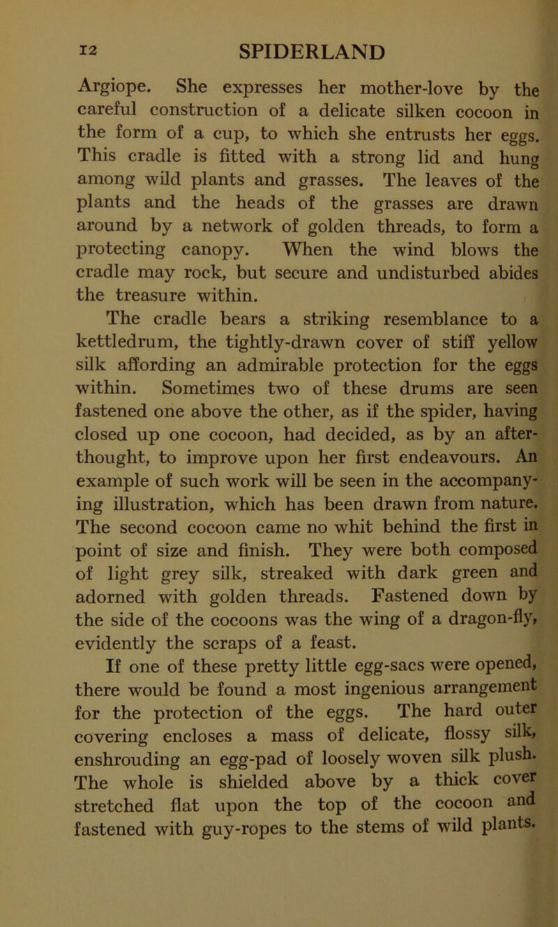 Argiope. She expresses her mother-love by the careful construction of a delicate silken cocoon in the form of a cup, to which she entrusts her eggs. This cradle is fitted with a strong lid and hung among wild plants and grasses. The leaves of the plants and the heads of the grasses are drawn around by a network of golden threads, to form a protecting canopy. When the wind blows the cradle may rock, but secure and undisturbed abides the treasure within. The cradle bears a striking resemblance to a kettledrum, the tightly-drawn cover of stiff yellow silk affording an admirable protection for the eggs within. Sometimes two of these drums are seen fastened one above the other, as if the spider, having closed up one cocoon, had decided, as by an after- thought, to improve upon her first endeavours. An example of such work will be seen in the accompany- ing illustration, which has been drawn from nature. The second cocoon came no whit behind the first in point of size and finish. They were both composed of light grey silk, streaked -with dark green and adorned with golden threads. Fastened down by the side of the cocoons was the wing of a dragon-fly, evidently the scraps of a feast. If one of these pretty little egg-sacs -were opened, there would be found a most ingenious arrangement for the protection of the eggs. The hard outer covering encloses a mass of delicate, flossy silk, enshrouding an egg-pad of loosely woven silk plush. The wrhole is shielded above by a thick cover stretched flat upon the top of the cocoon and fastened with guy-ropes to the stems of wild plants.