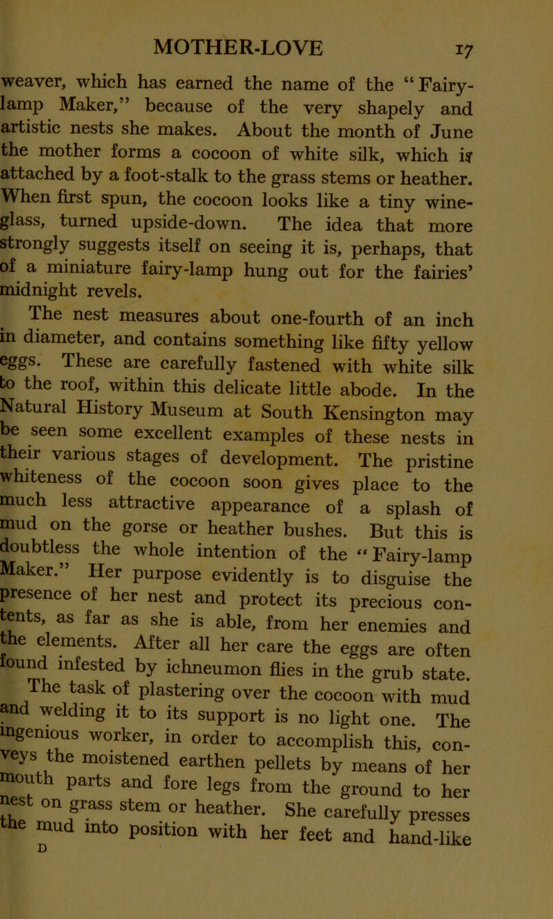 weaver, which has earned the name of the “ Fairy- lamp Maker,” because of the very shapely and artistic nests she makes. About the month of June the mother forms a cocoon of white silk, which iy attached by a foot-stalk to the grass stems or heather. When first spun, the cocoon looks like a tiny wine- glass, turned upside-down. The idea that more strongly suggests itself on seeing it is, perhaps, that of a miniature fairy-lamp hung out for the fairies’ midnight revels. The nest measures about one-fourth of an inch in diameter, and contains something like fifty yellow eggs. These are carefully fastened with white silk to the roof, within this delicate little abode. In the Natural History Museum at South Kensington may be seen some excellent examples of these nests in their various stages of development. The pristine whiteness of the cocoon soon gives place to the much less attractive appearance of a splash of mud on the gorse or heather bushes. But this is doubtless the whole intention of the “ Fairy -lamp Maker.” Her purpose evidently is to disguise the presence of her nest and protect its precious con- tents, as far as she is able, from her enemies and he elements. After all her care the eggs are often found infested by ichneumon flies in the grub state. The task of plastering over the cocoon with mud and welding it to its support is no light one. The ingenious worker, in order to accomplish this, con- veys the moistened earthen pellets by means of her mouth parts and fore legs from the ground to her nest on grass stem or heather. She carefully presses the mud into position with her feet and hand-like