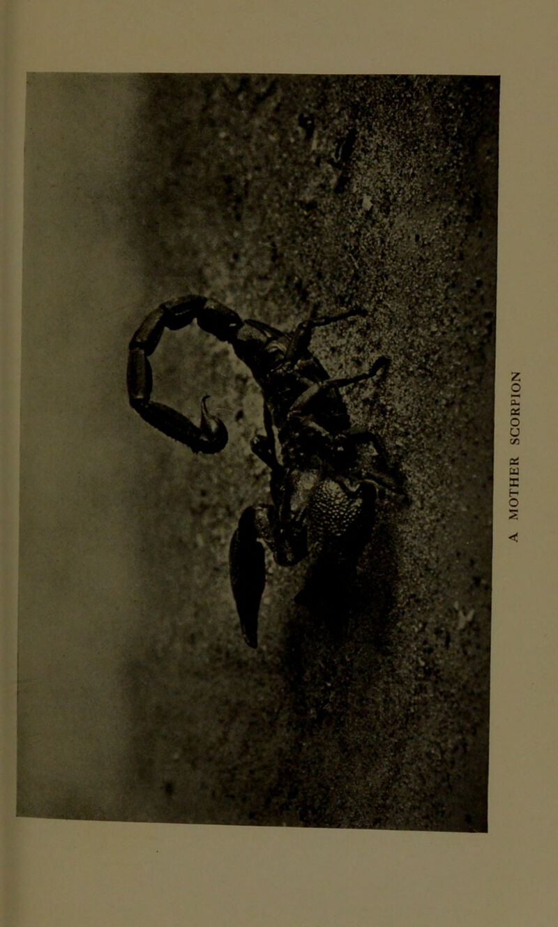 MOTHER SCORPION