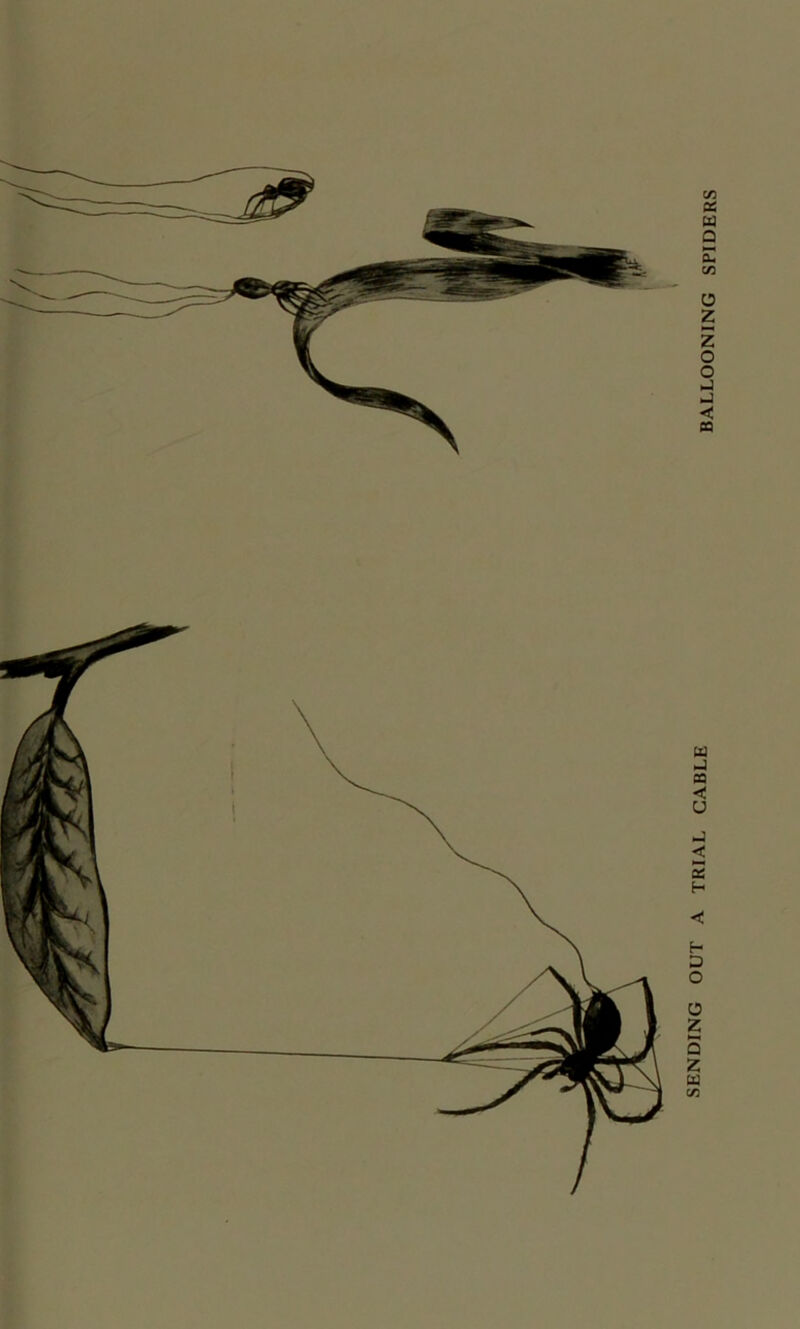 BALLOONING SPIDERS